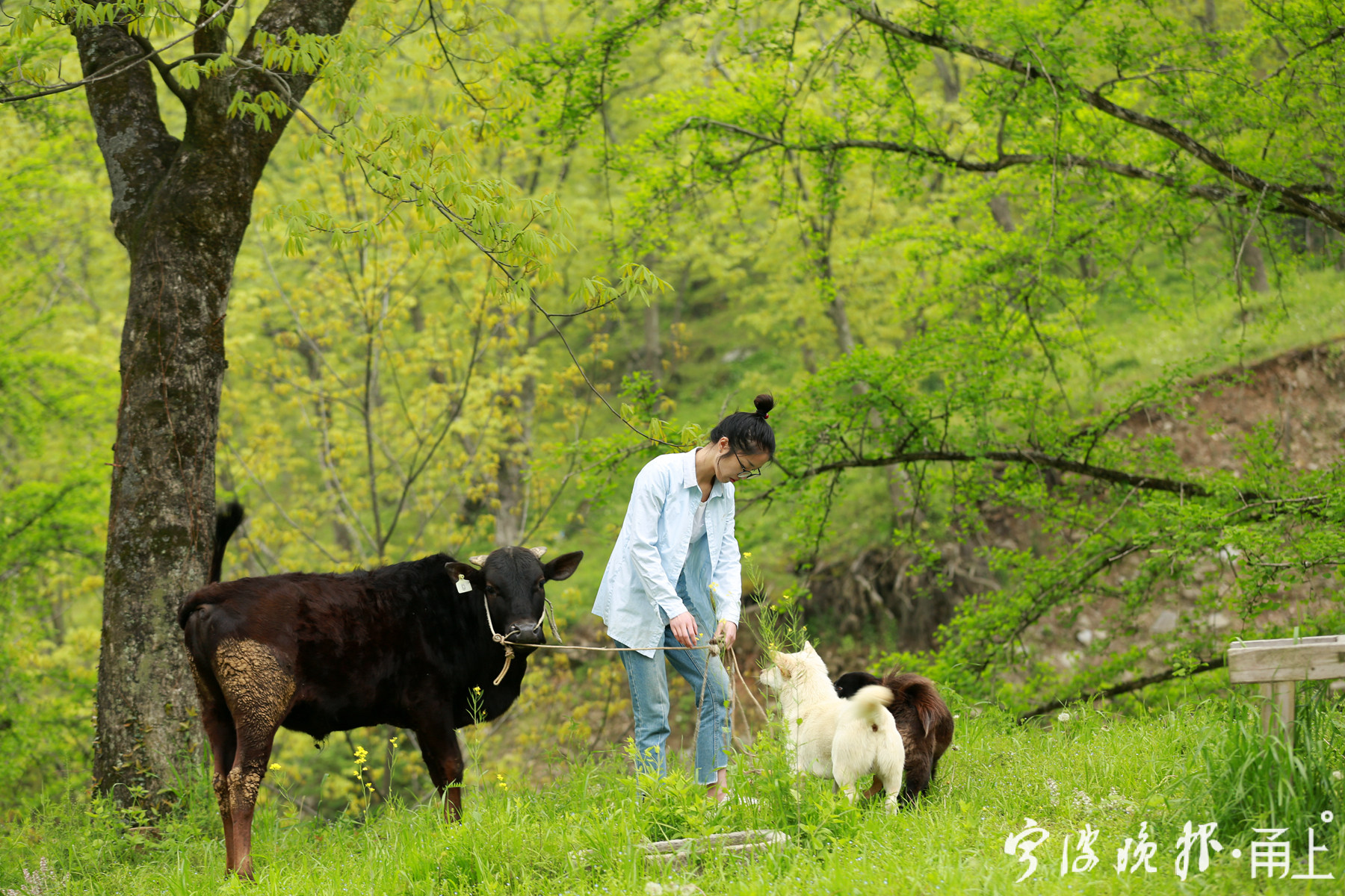 毕业放弃高薪工作回乡放牛,6年