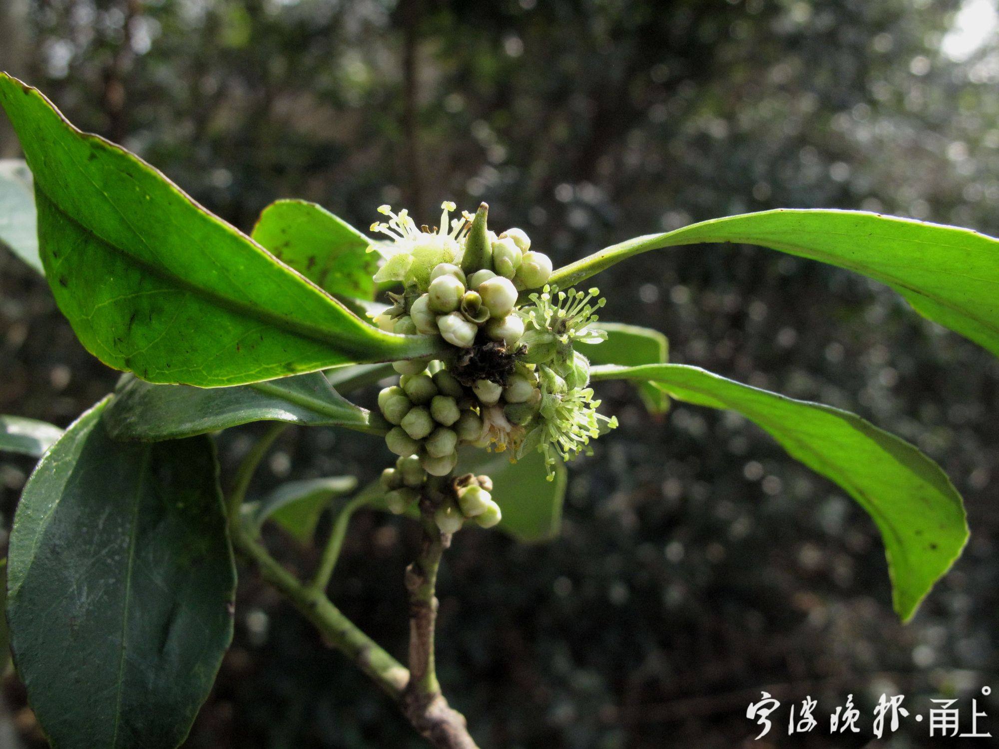 大寒至这些迎春花已浓香扑鼻