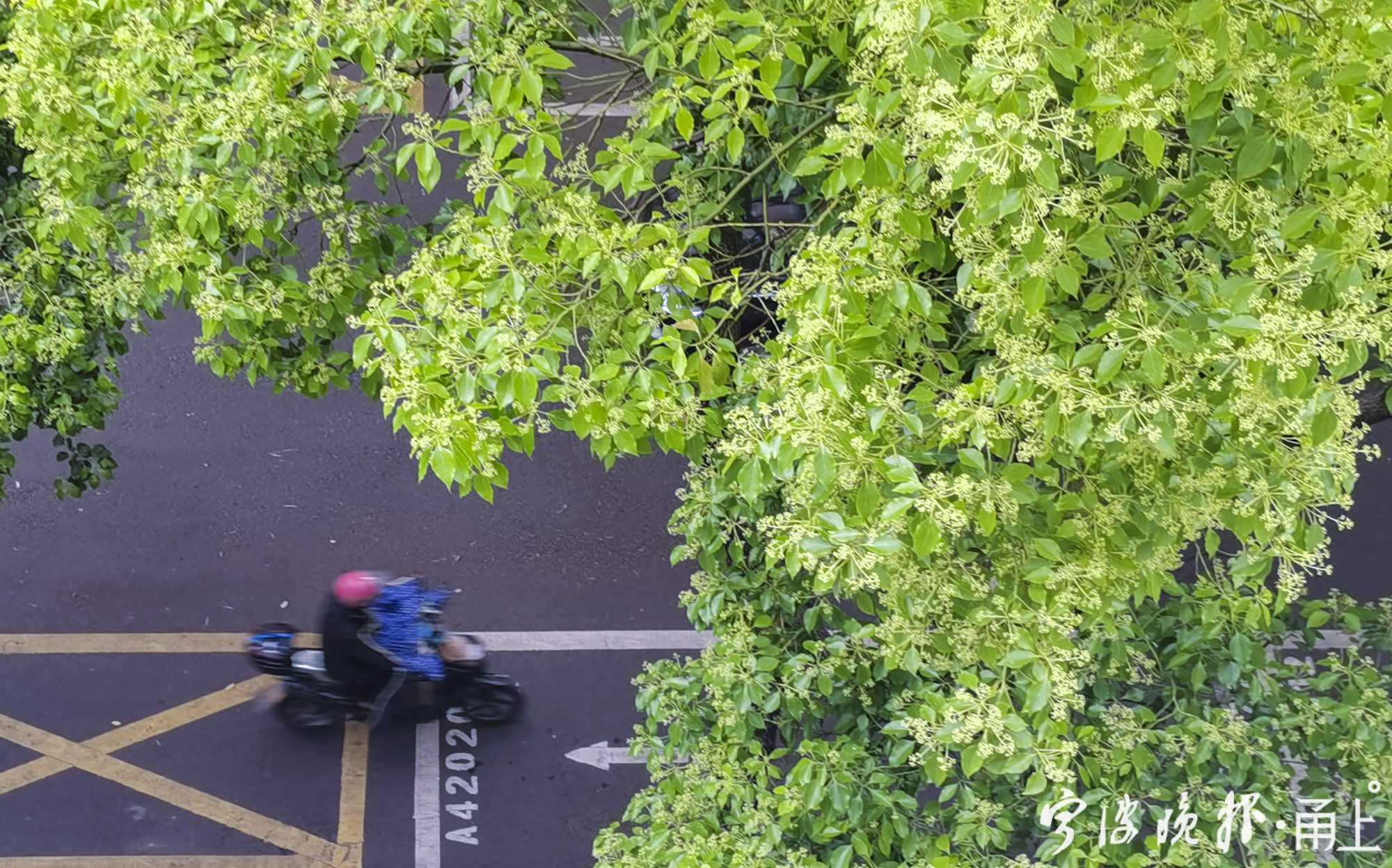 樟树开花,香飘满城