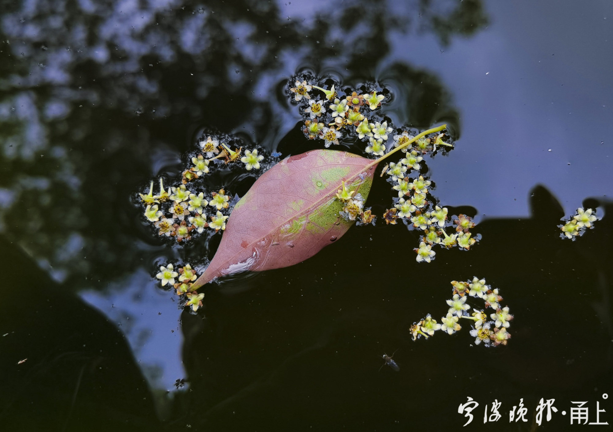 樟树开花,香飘满城