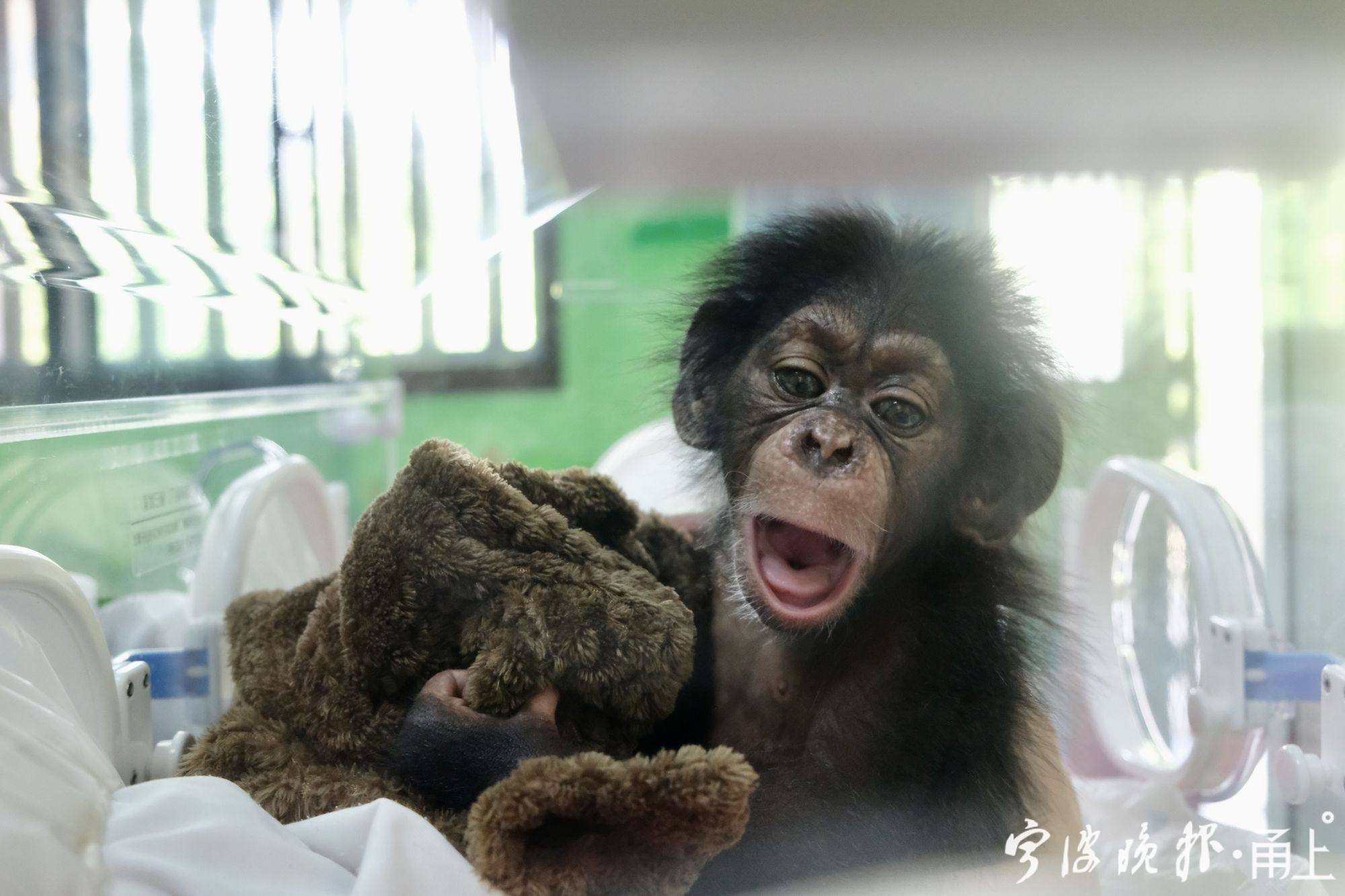 你扛得住一只小黑猩猩跟你噘嘴,求抱抱吗?