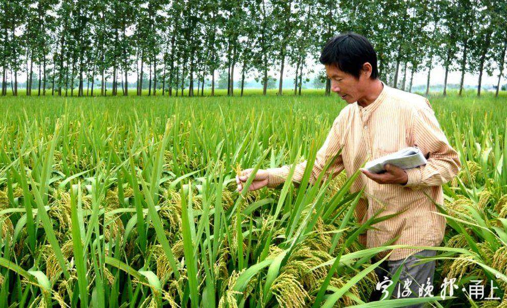 袁隆平曾两次出席余姚河姆渡文化节肯定宁波农科团队在杂交水稻领域的