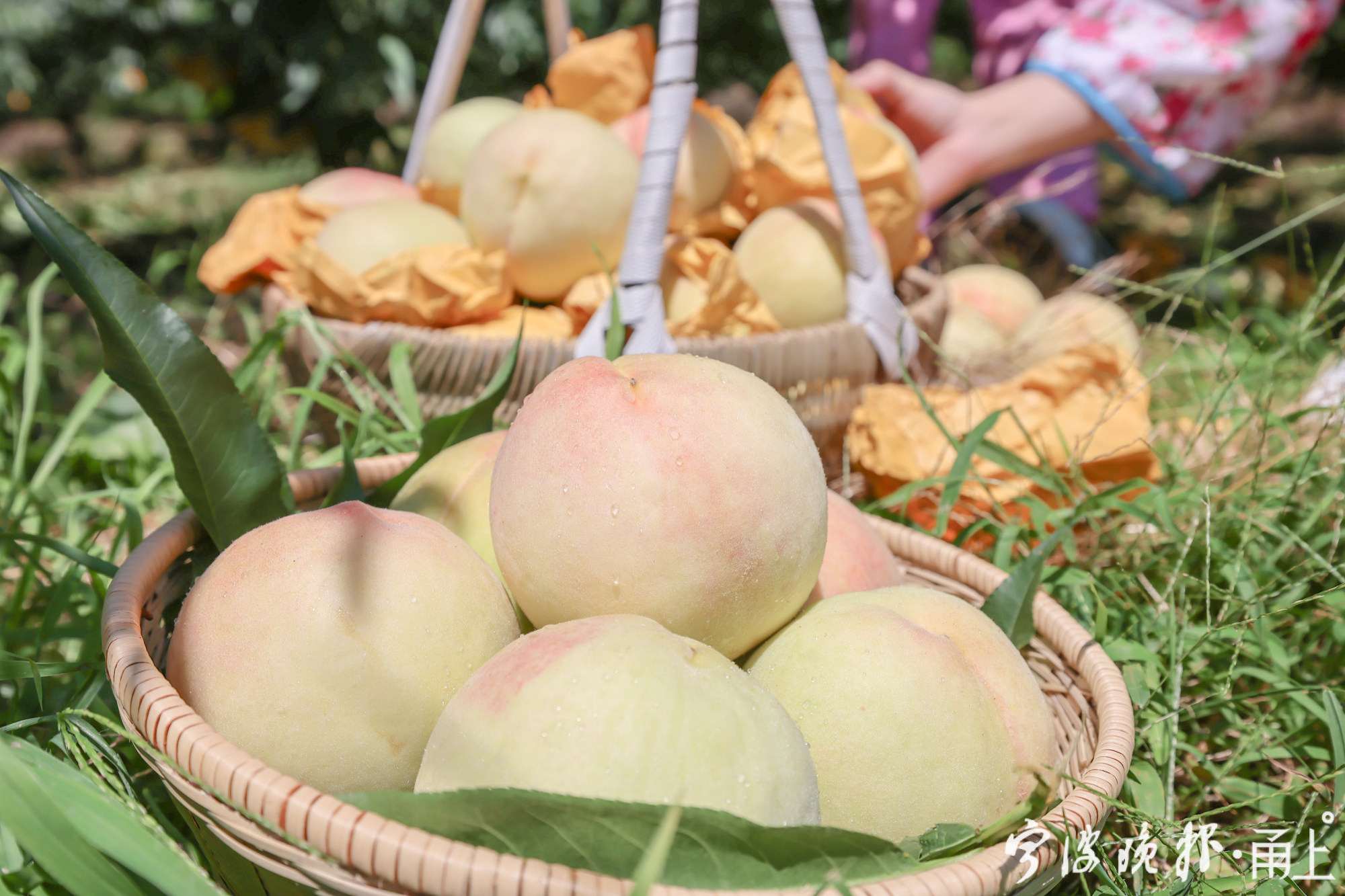 奉化水蜜桃进入最好吃的季节!