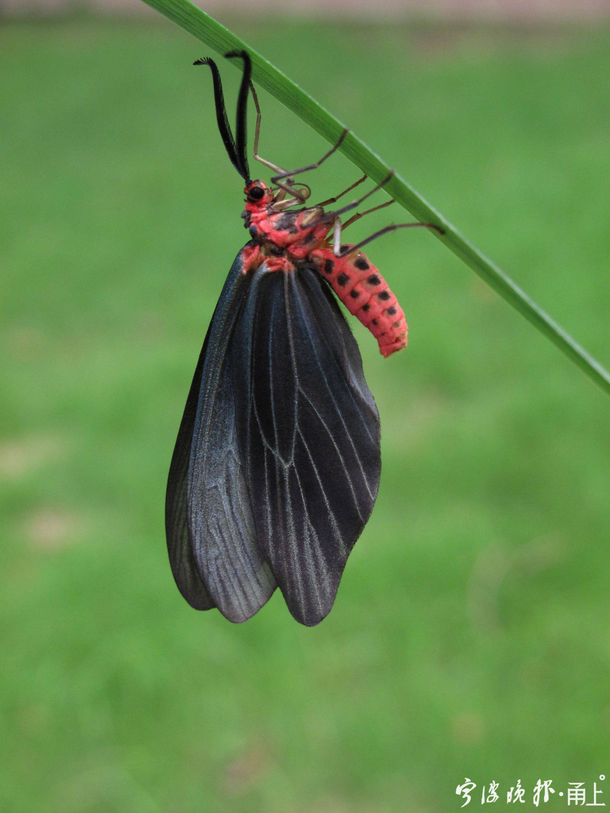 斑蛾(斑蛾科,身体鲜红色,翅翼全部为黑色,也是一种典型的警戒色蛾子