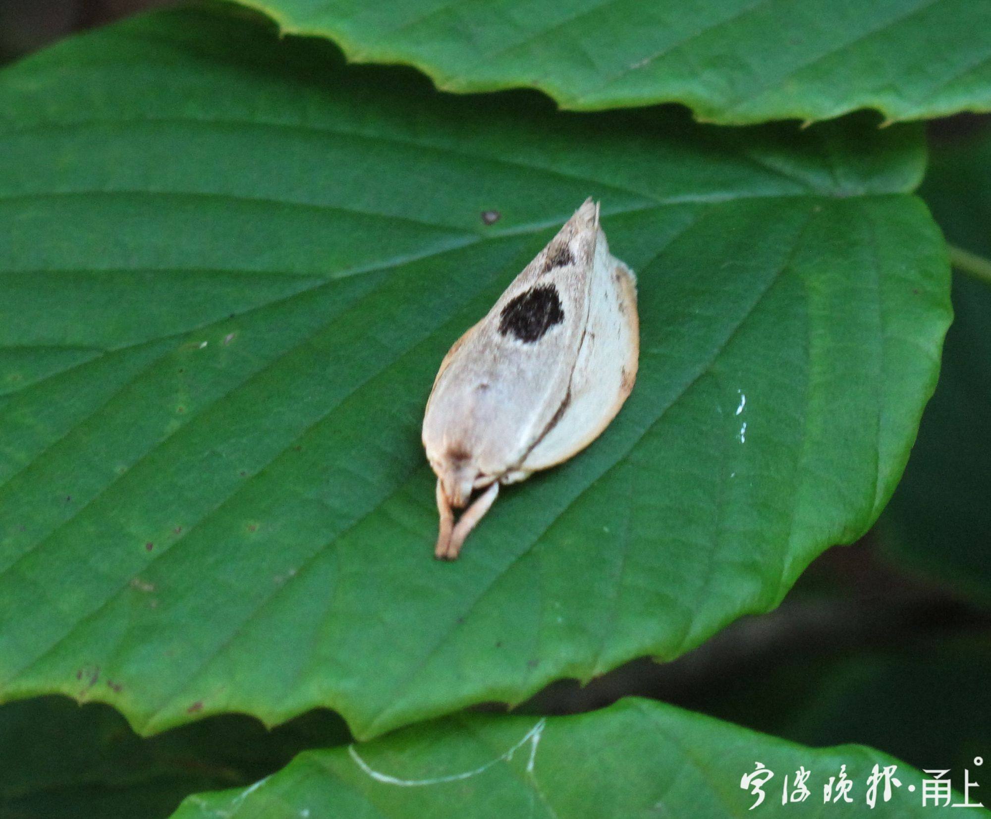 053—枯叶蛾一种,形体很小,其栖息时的姿势很萌.jpg