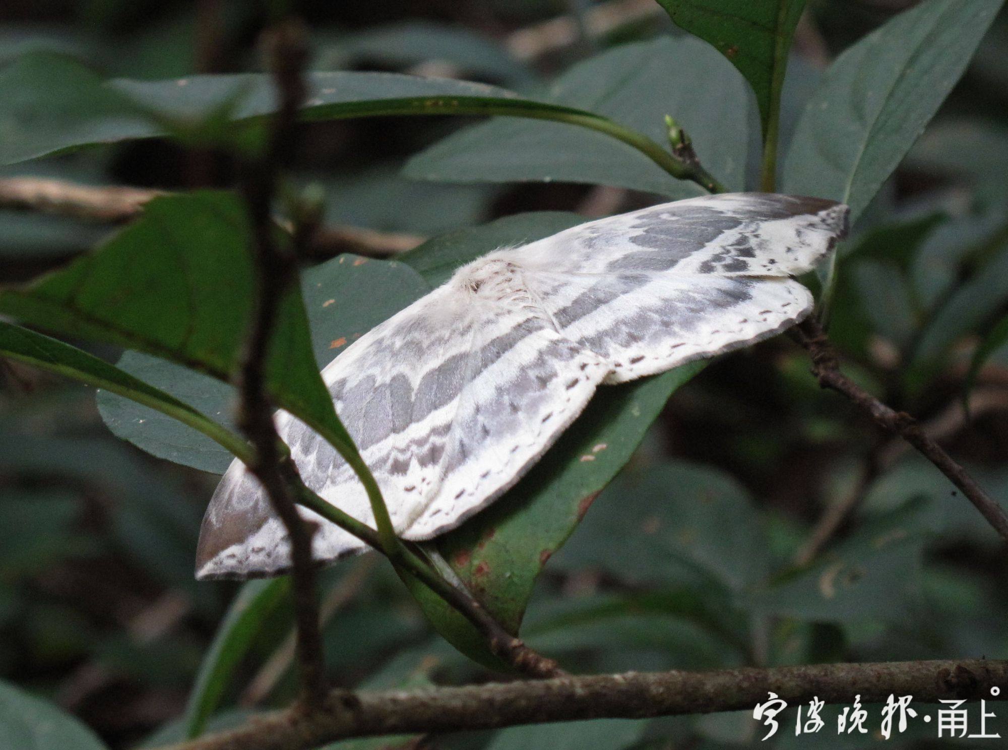 枯叶夜蛾刚刚羽化出来,前翅像片枯叶,由此得名.