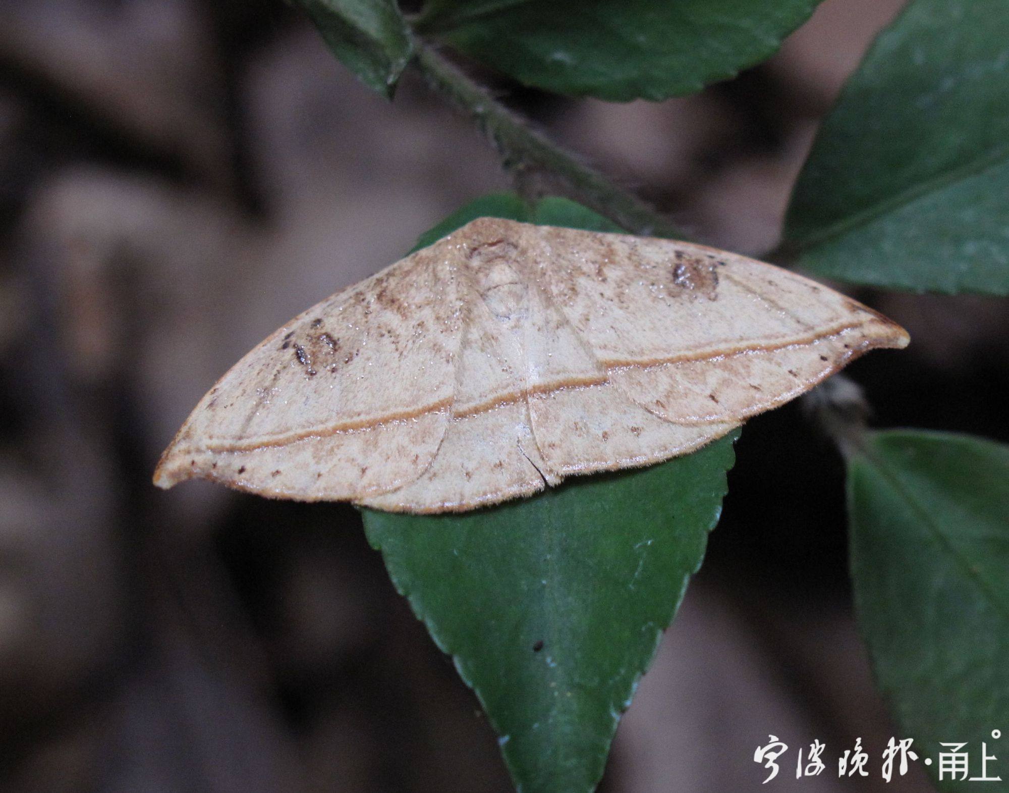 050—枯叶蛾一种,翅面上有一条连贯的"叶脉.jpg