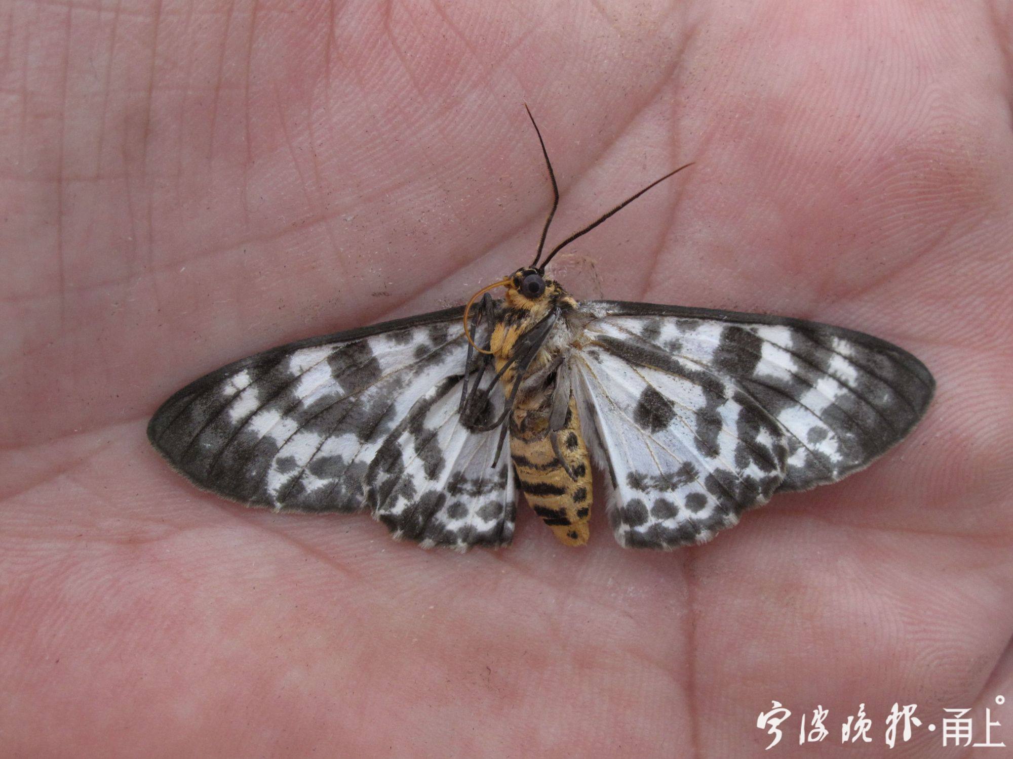 古怪的幼虫和可爱的成虫对应起来了,成虫翅膀的图案不亚于一般的蝴蝶