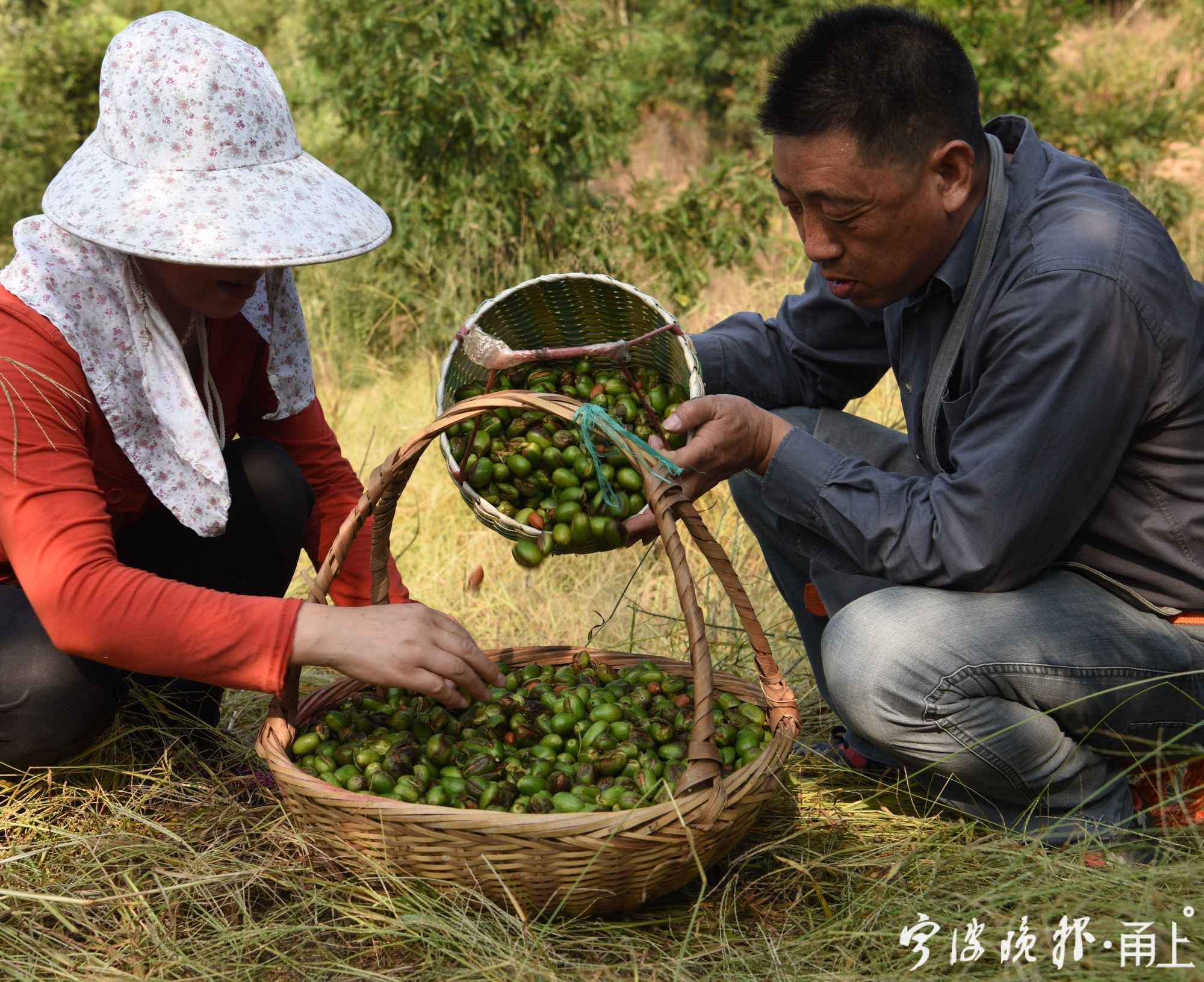 刚采摘的香榧(通讯员 葛主铨 摄)