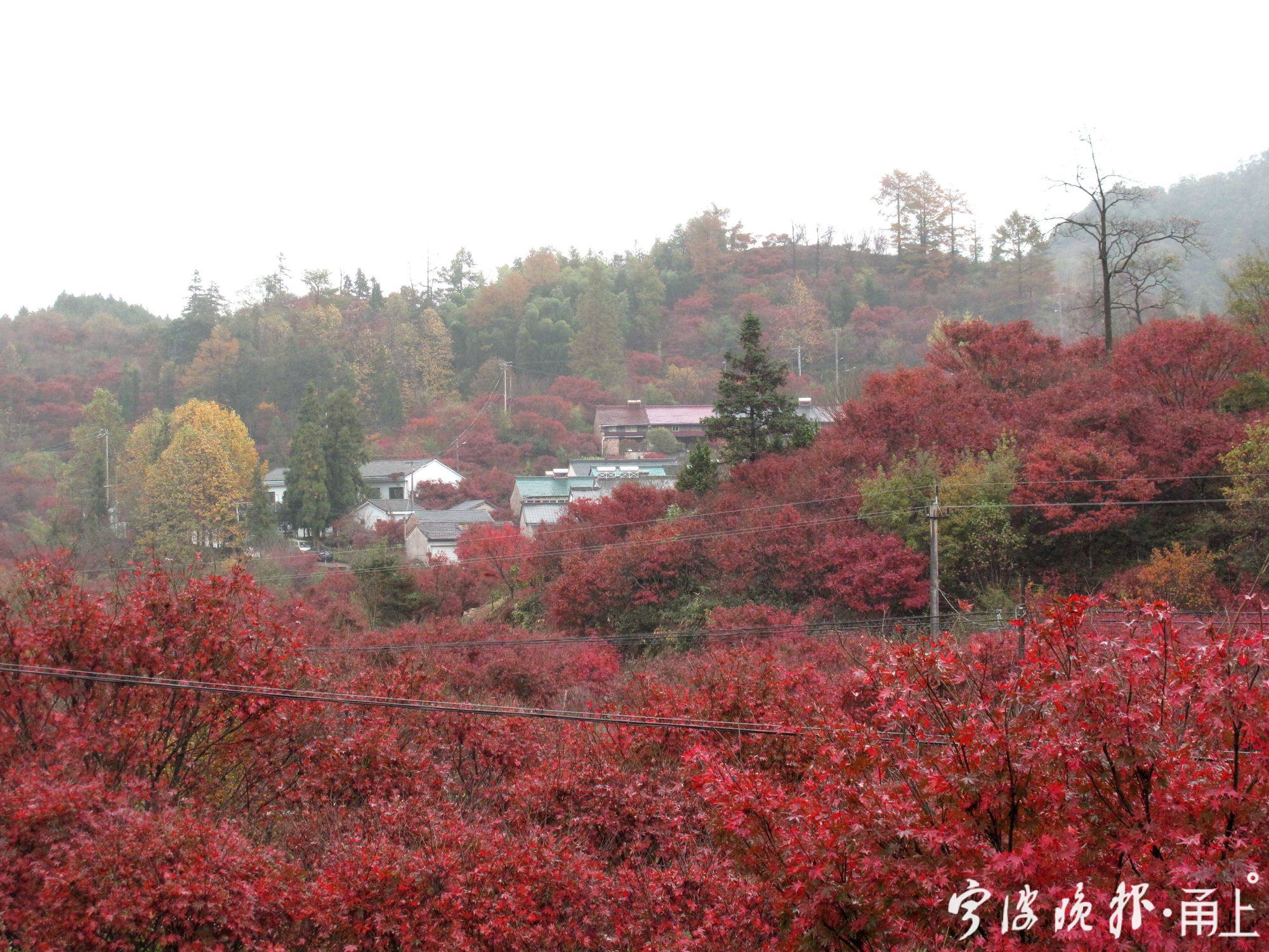 2——四明山中的红枫漫山遍野地红起来了.jpg
