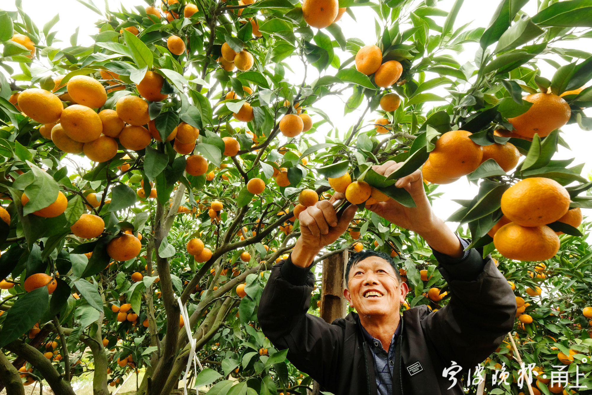 宁波这个滨海小镇的3000多亩盐碱地橘子丰收了!