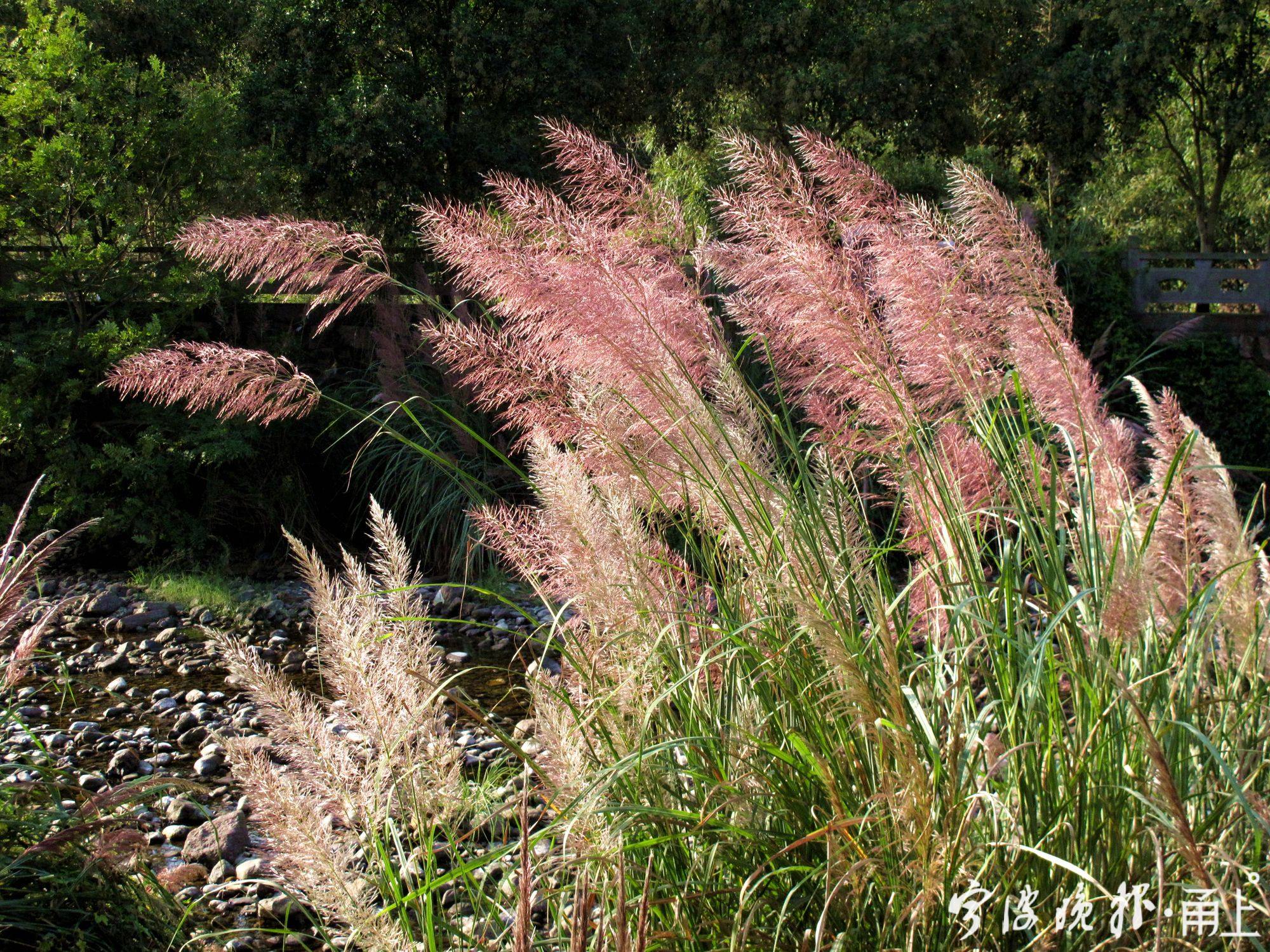 鄞江清源村溪边,大片斑茅花盛开,"众筹"出一片深秋花海