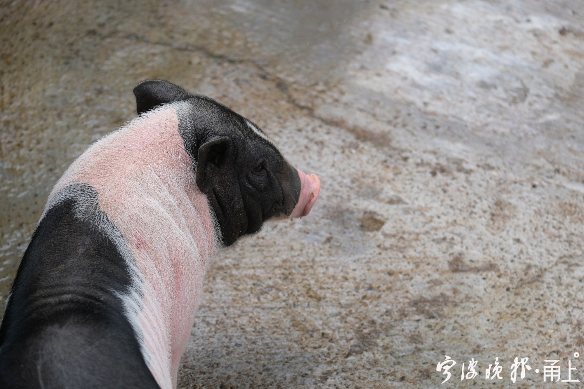 这款香猪在宁波圈了不少粉动物园养家畜家禽你觉得怎么样