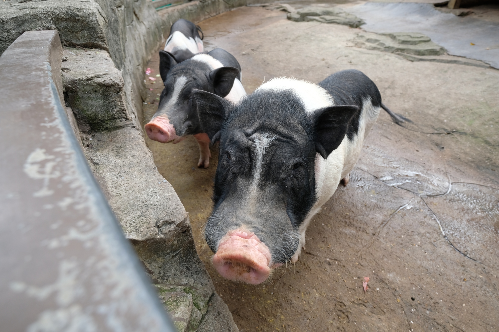 这款香猪在宁波圈了不少粉动物园养家畜家禽你觉得怎么样