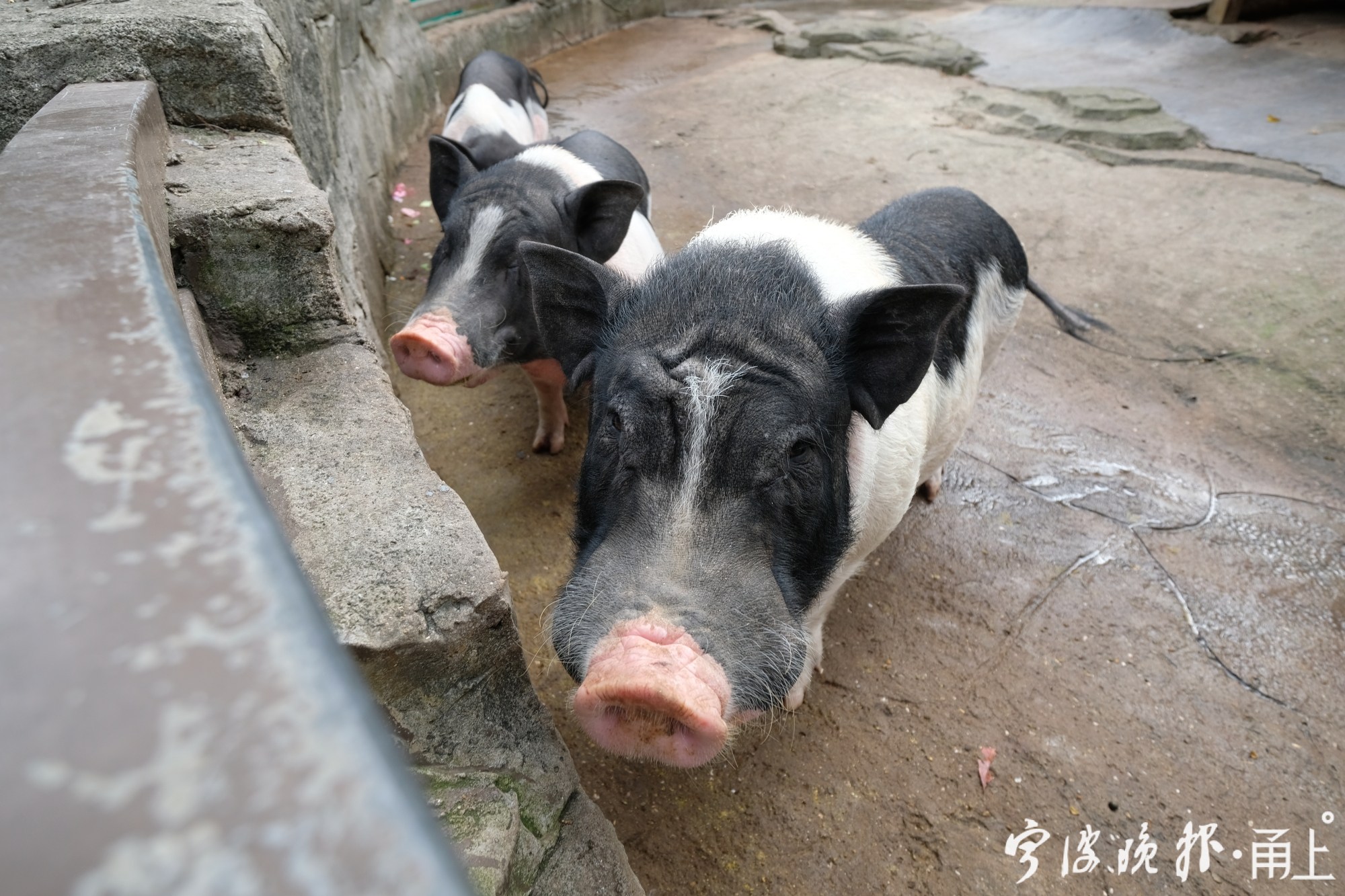 这款香猪在宁波圈了不少粉动物园养家畜家禽你觉得怎么样