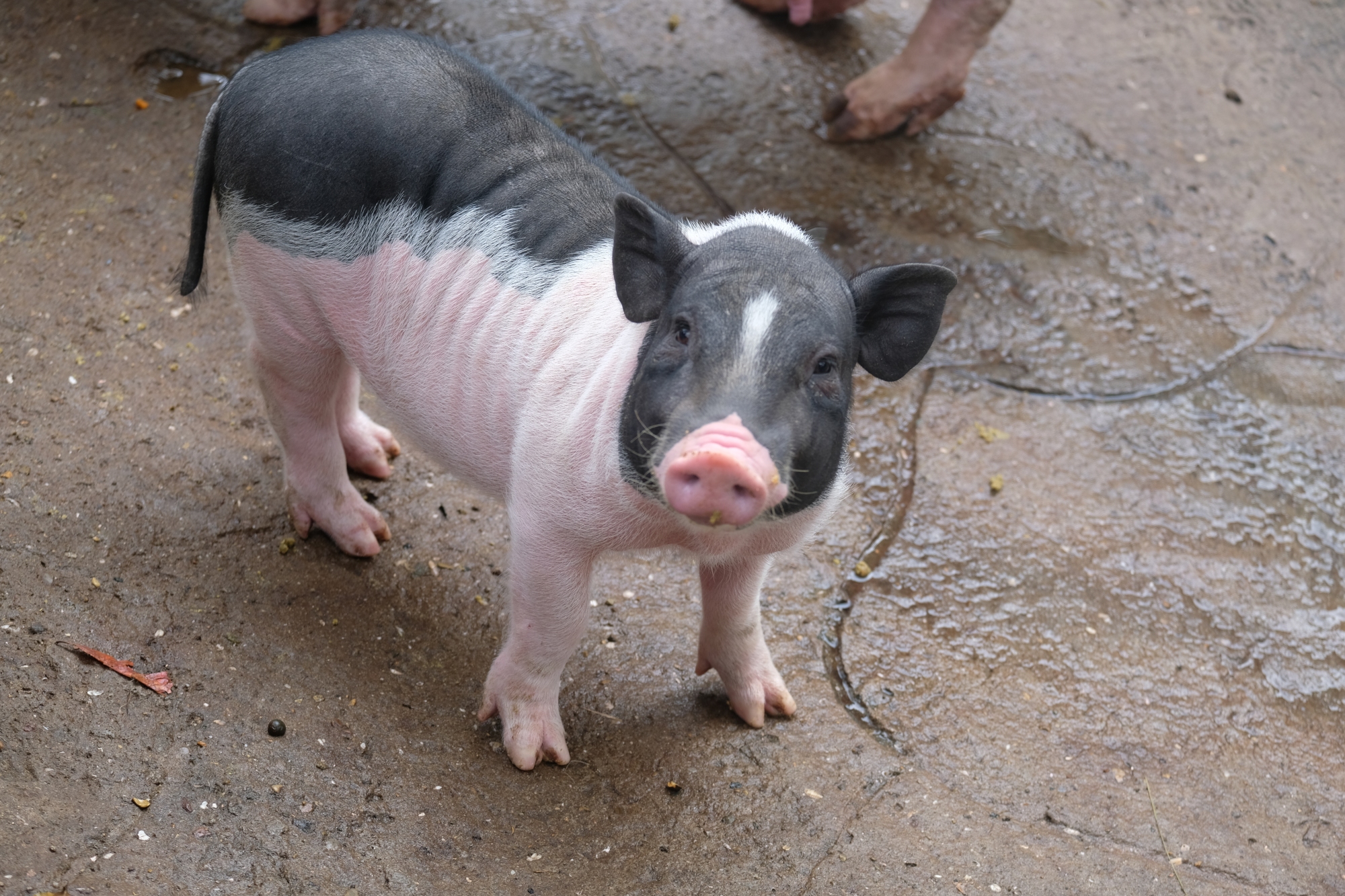 动物园猪的品种图片