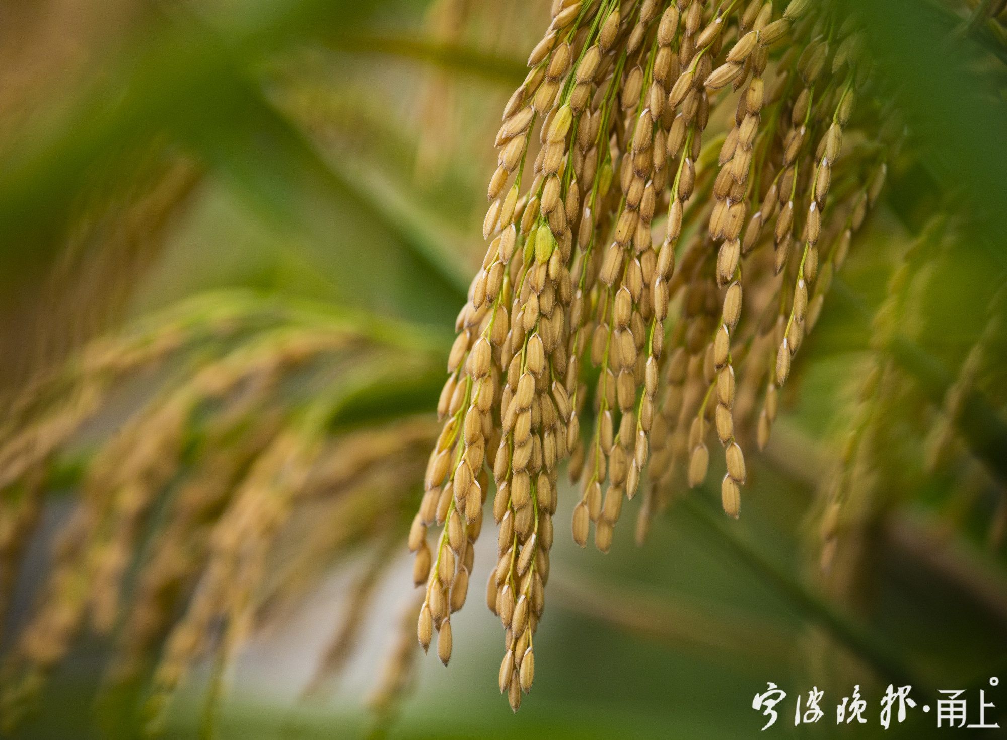 古林這片水稻大田好壯觀,稻穀低垂,滿地金黃