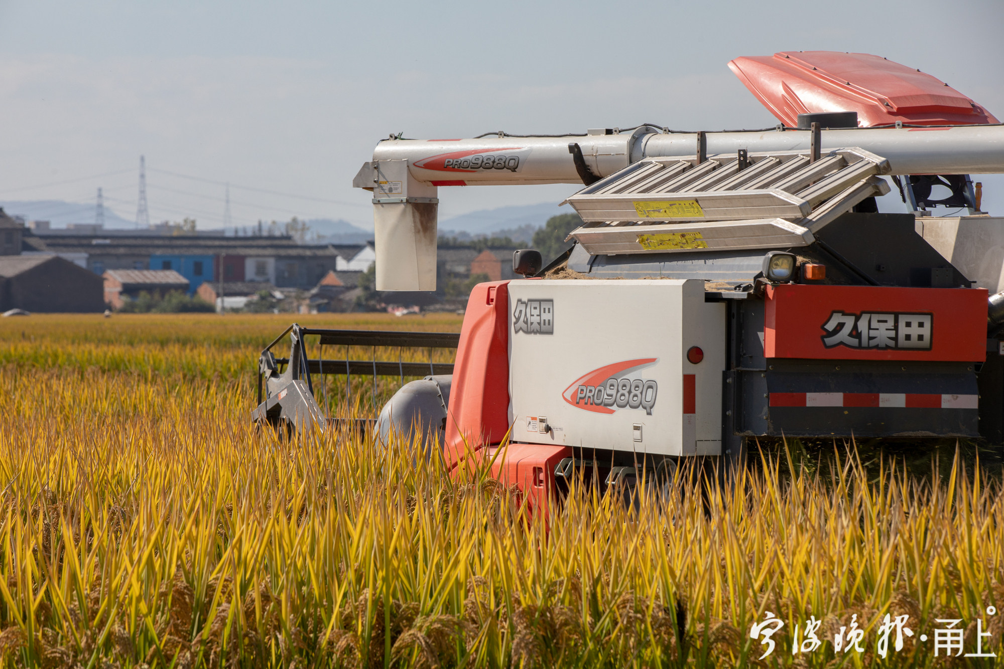 轮作水稻丰收忙 - 甬上·宁波晚报 - 宁波都市传媒网