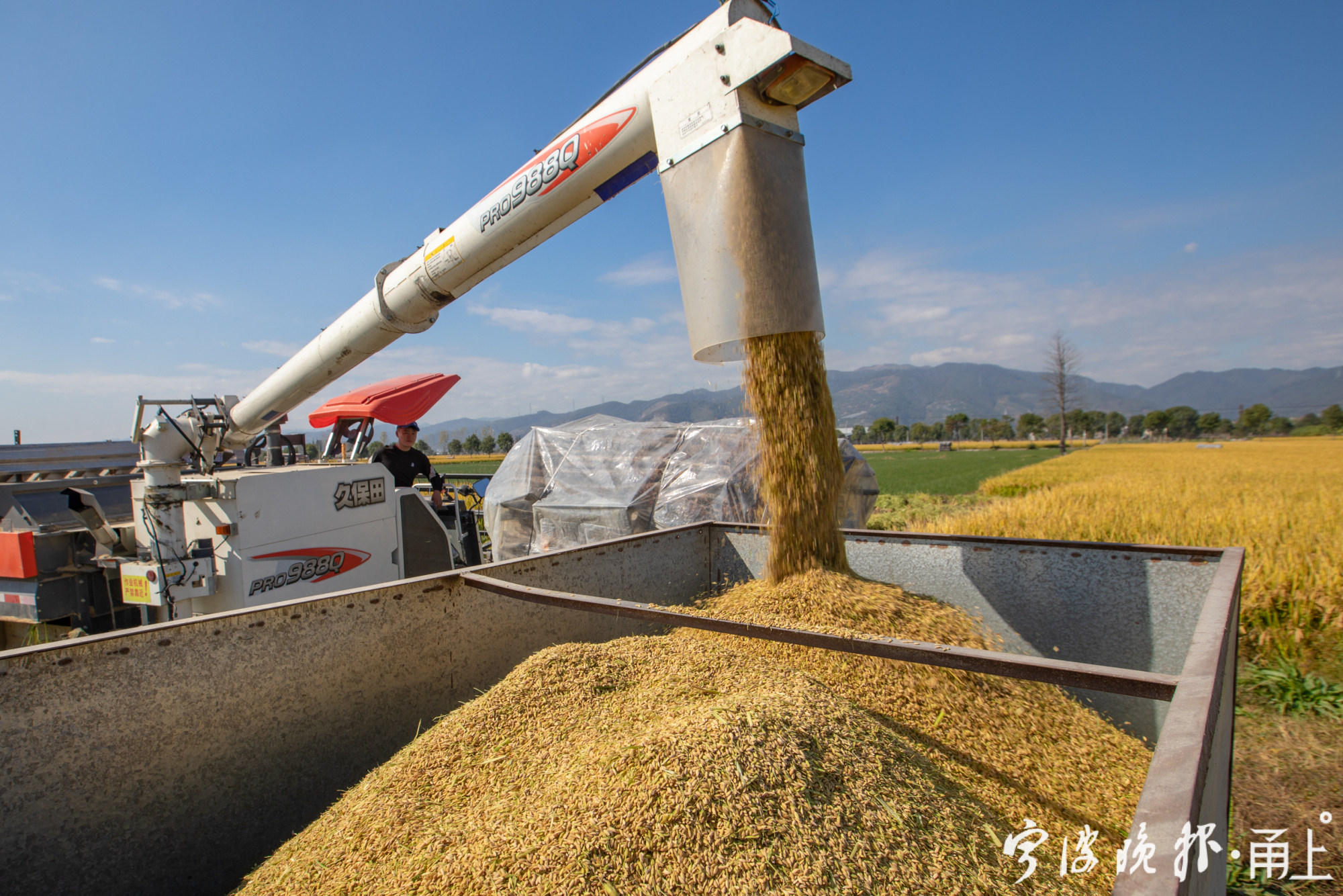 轮作水稻丰收忙 - 甬上·宁波晚报 - 宁波都市传媒网