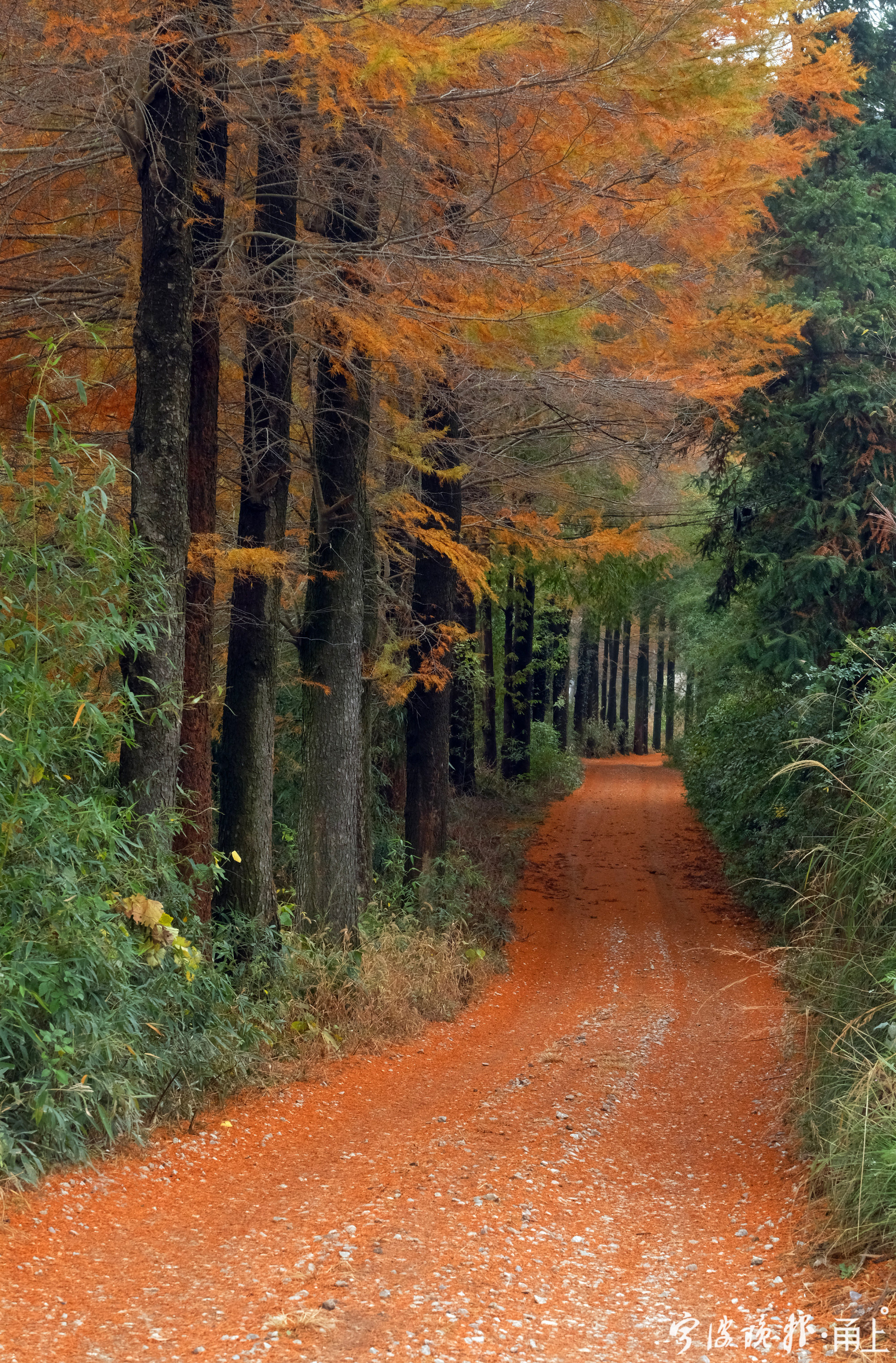 惊艳东吴小白塔下黄金道