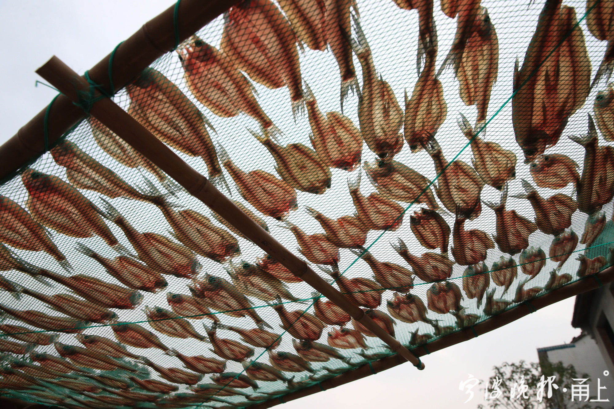 晾晒鱼鲞湖畔人家冬天的味道