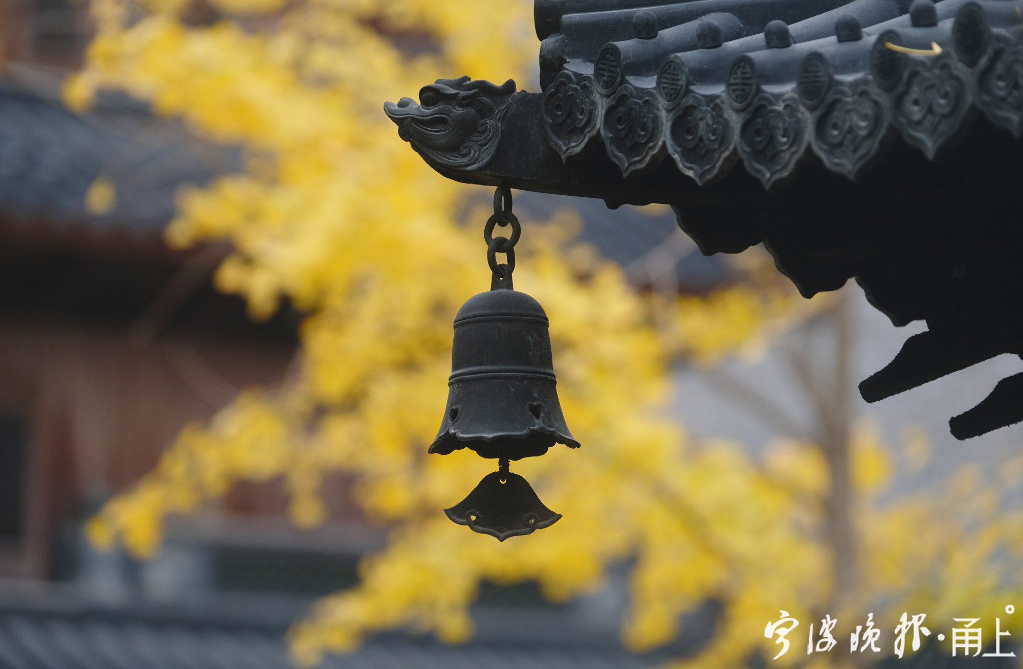 银杏叶落满梵宇七塔古寺更添几分禅意