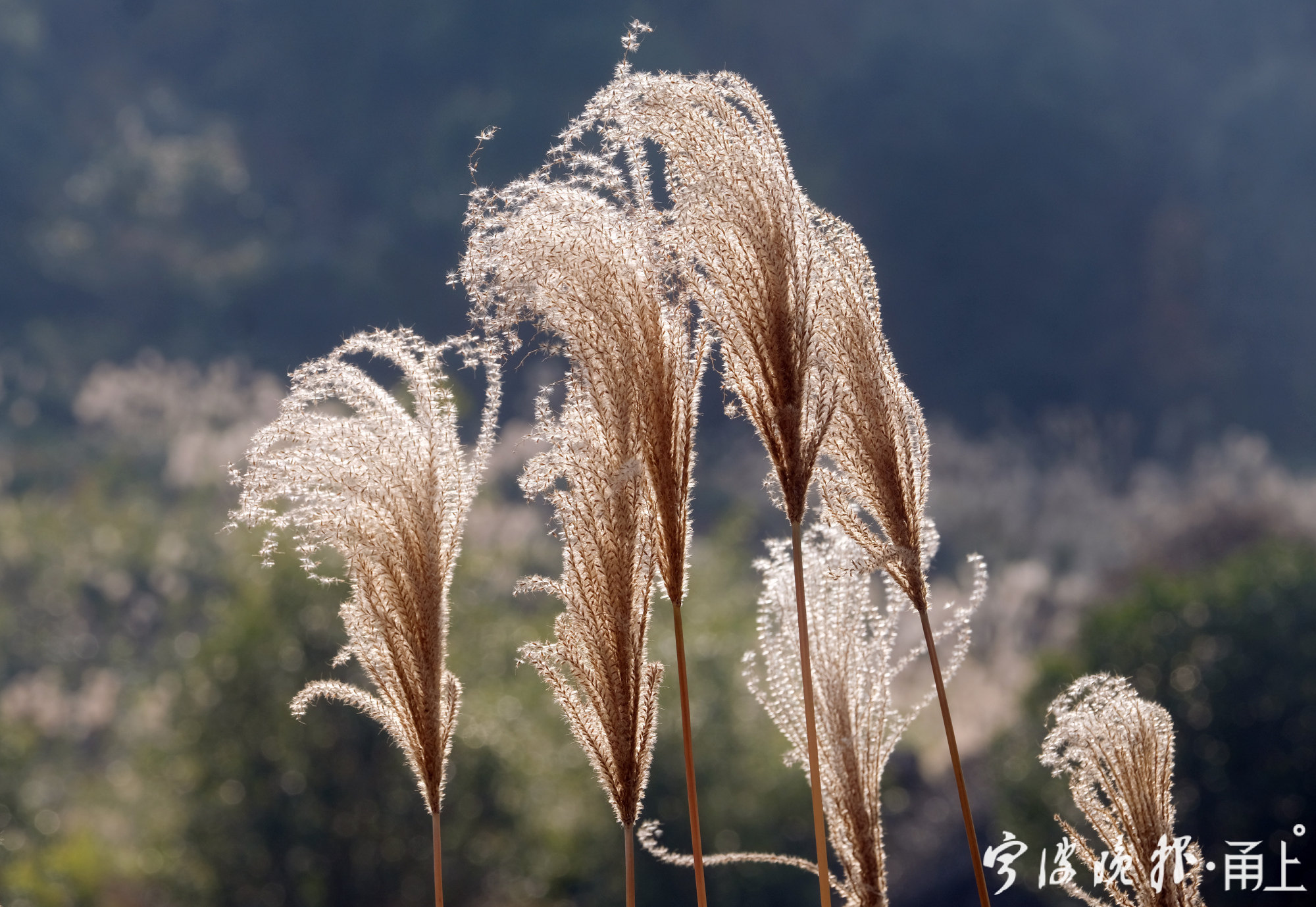 初冬荻花满山坡