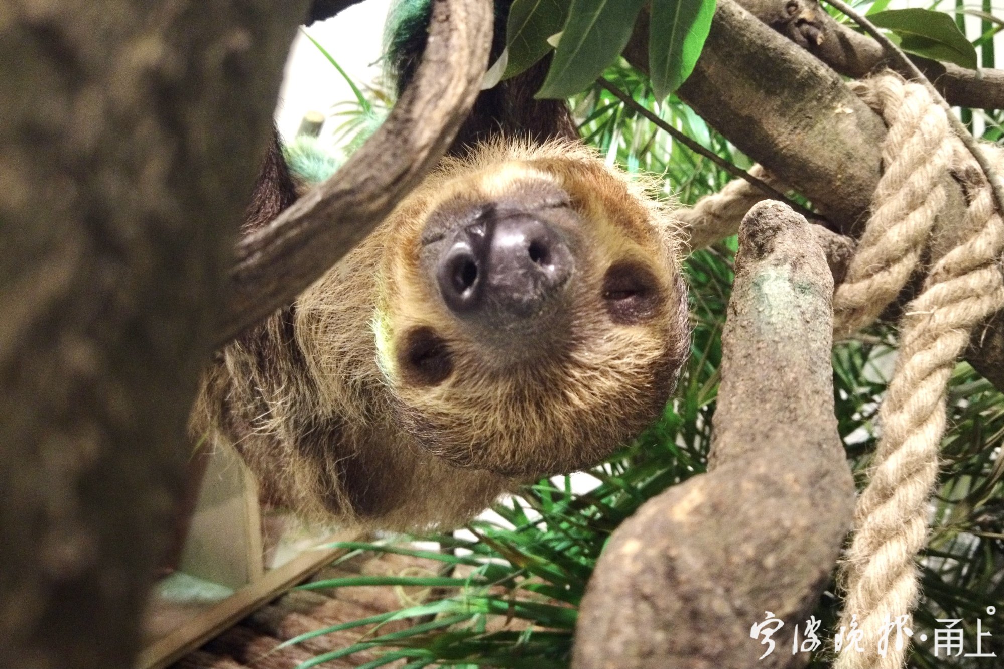 "闪电"的原型是树懒,一种来自南美洲的哺乳动物.