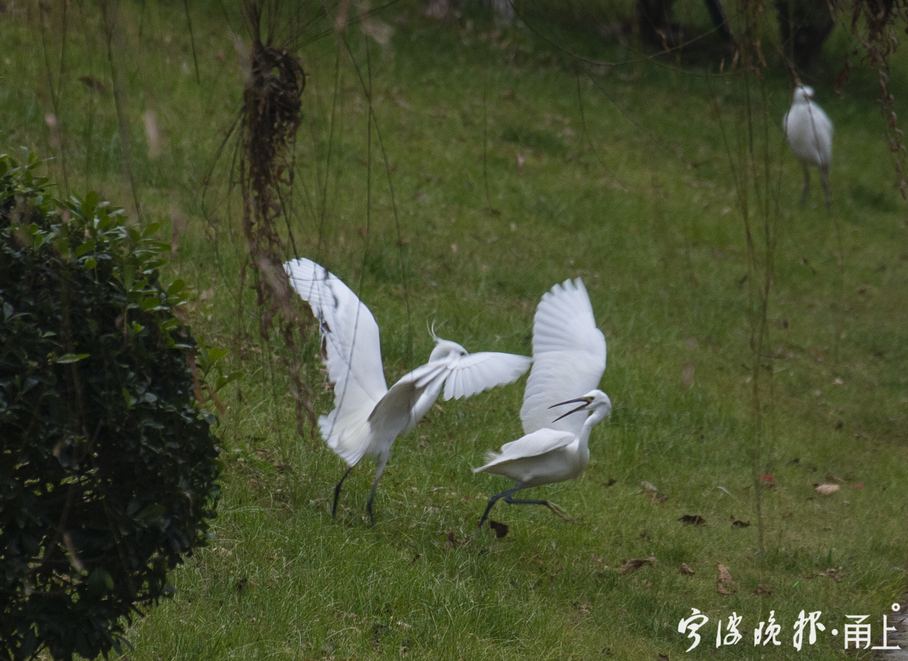 小河边,白鹭舞翩跹