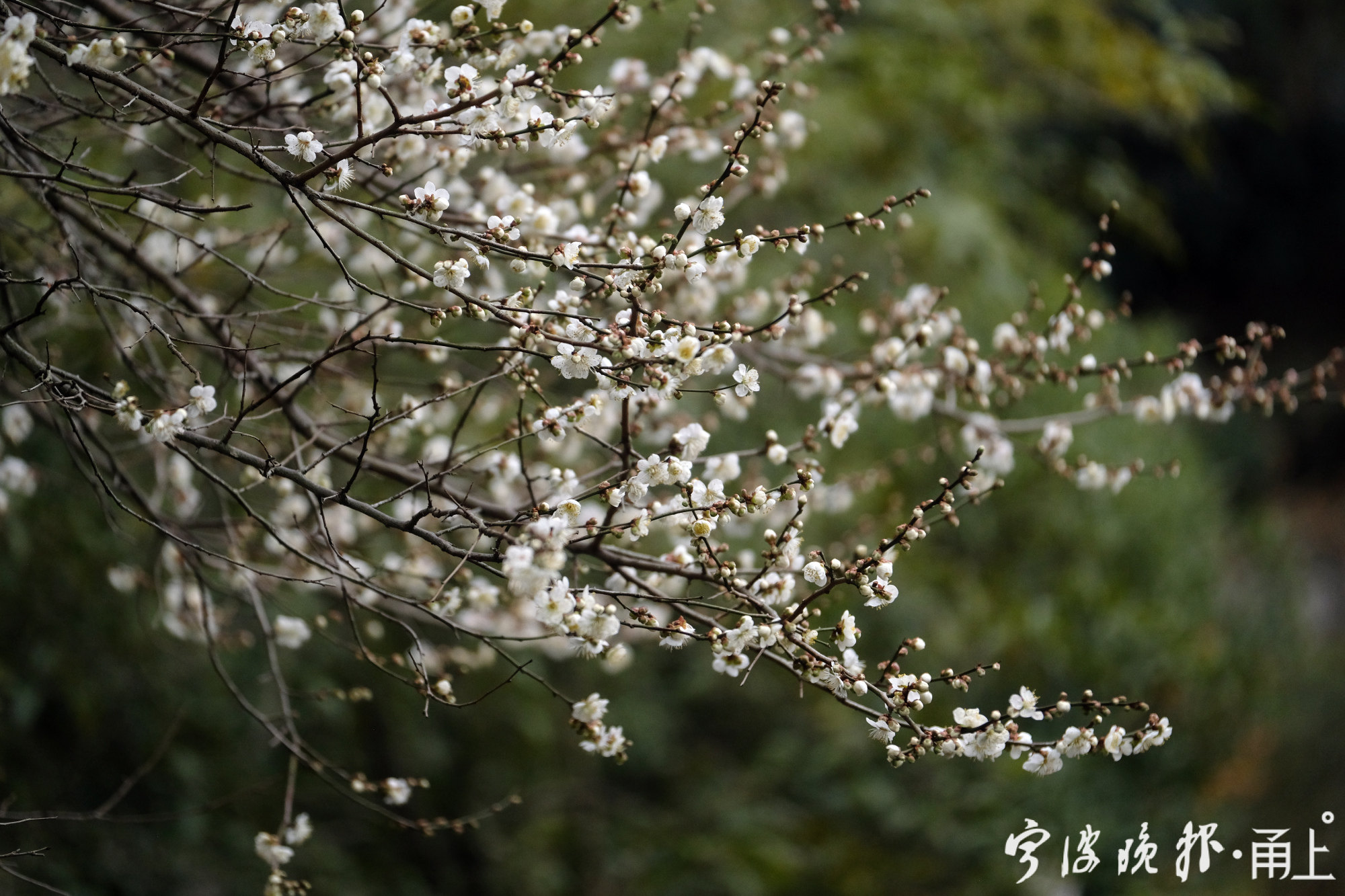 遥知不是雪为有暗香来东钱湖最大的一株白梅盛开了