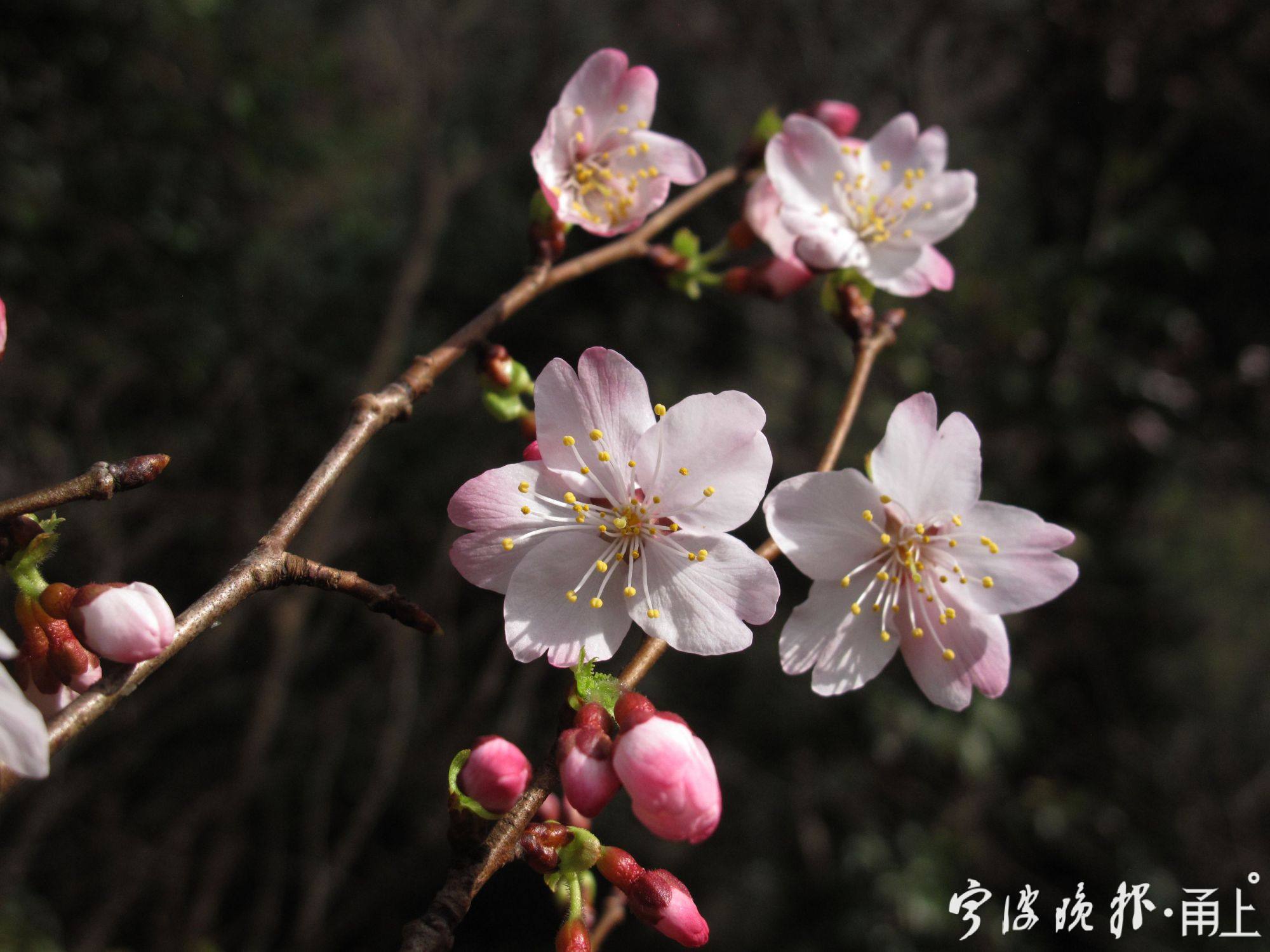 53——迎春樱特写,这是多年来遇见的最早开花的野樱花,花朵刚刚绽放