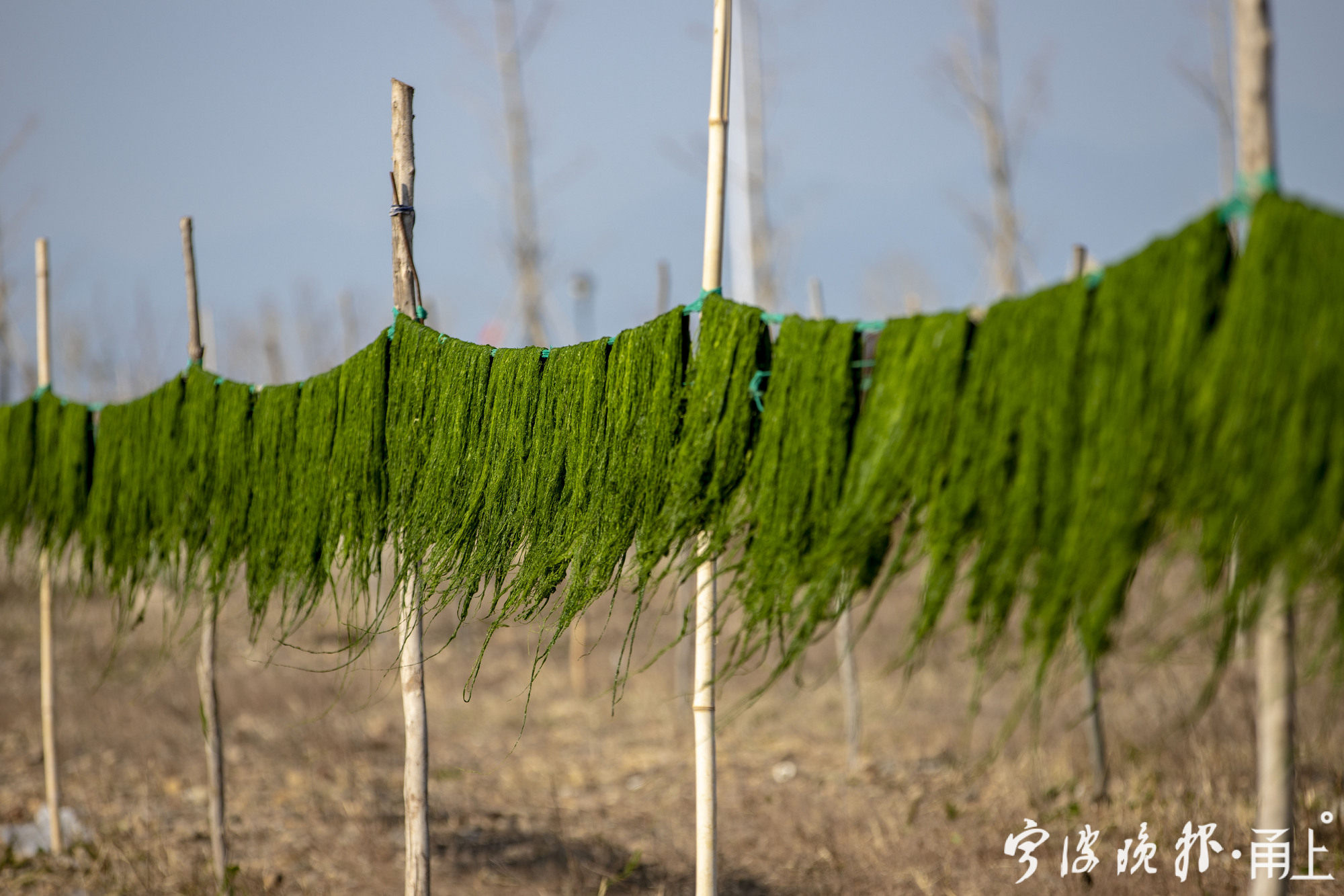 甬上app记者带你去海边 象山港的苔菜大批上市了 甬上 宁波晚报 宁波都市传媒网