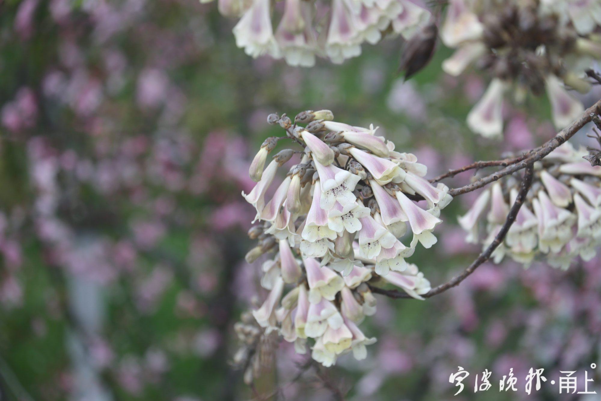 甬江大桥边,泡桐花已悄然绽放