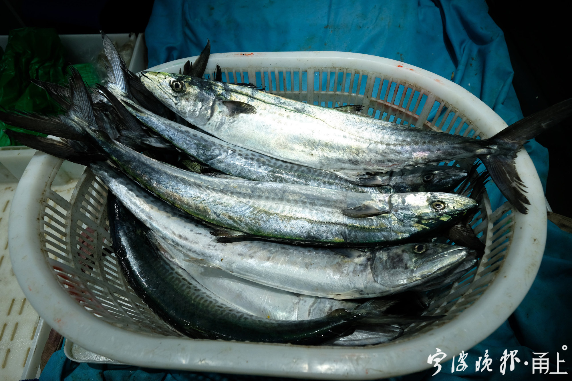 清明临近,宁波这个滨海小镇又因为"一条鱼"而热闹起来