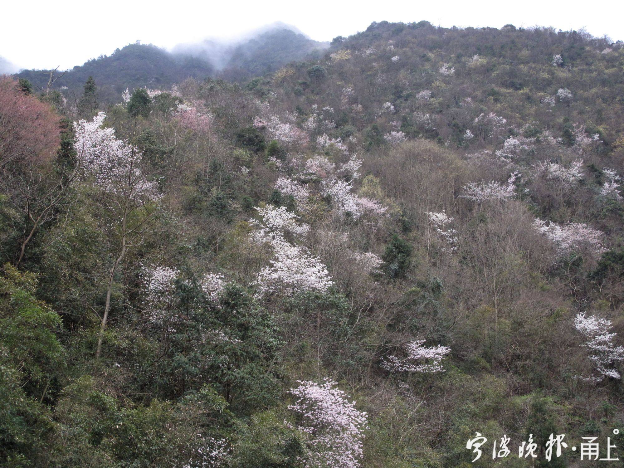 花开满甬城 莫负春光好 附两处赏野花打卡地 甬上 宁波晚报 宁波都市传媒网