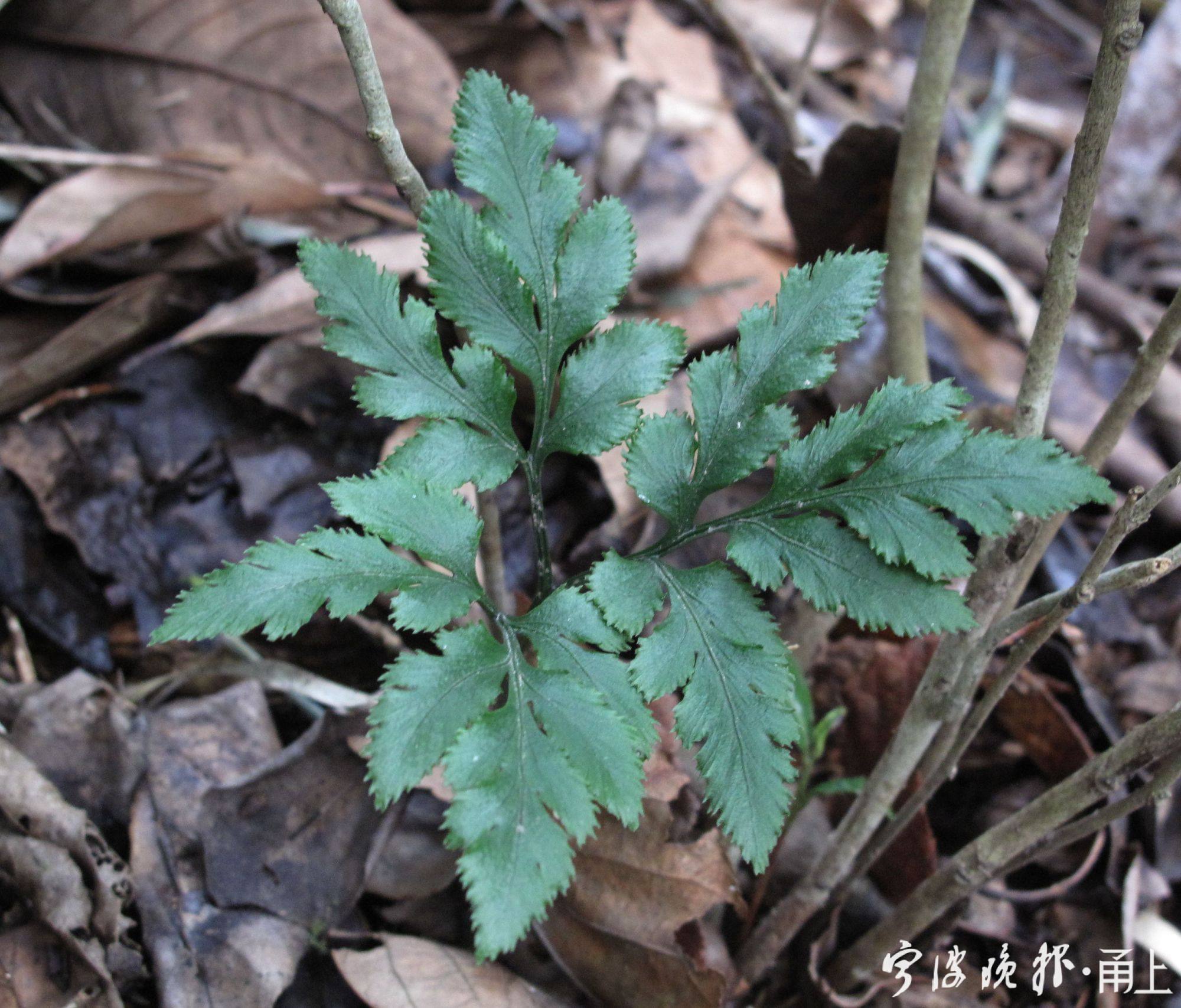 50——华东阴地蕨,一种罕见的蕨类植物.jpg