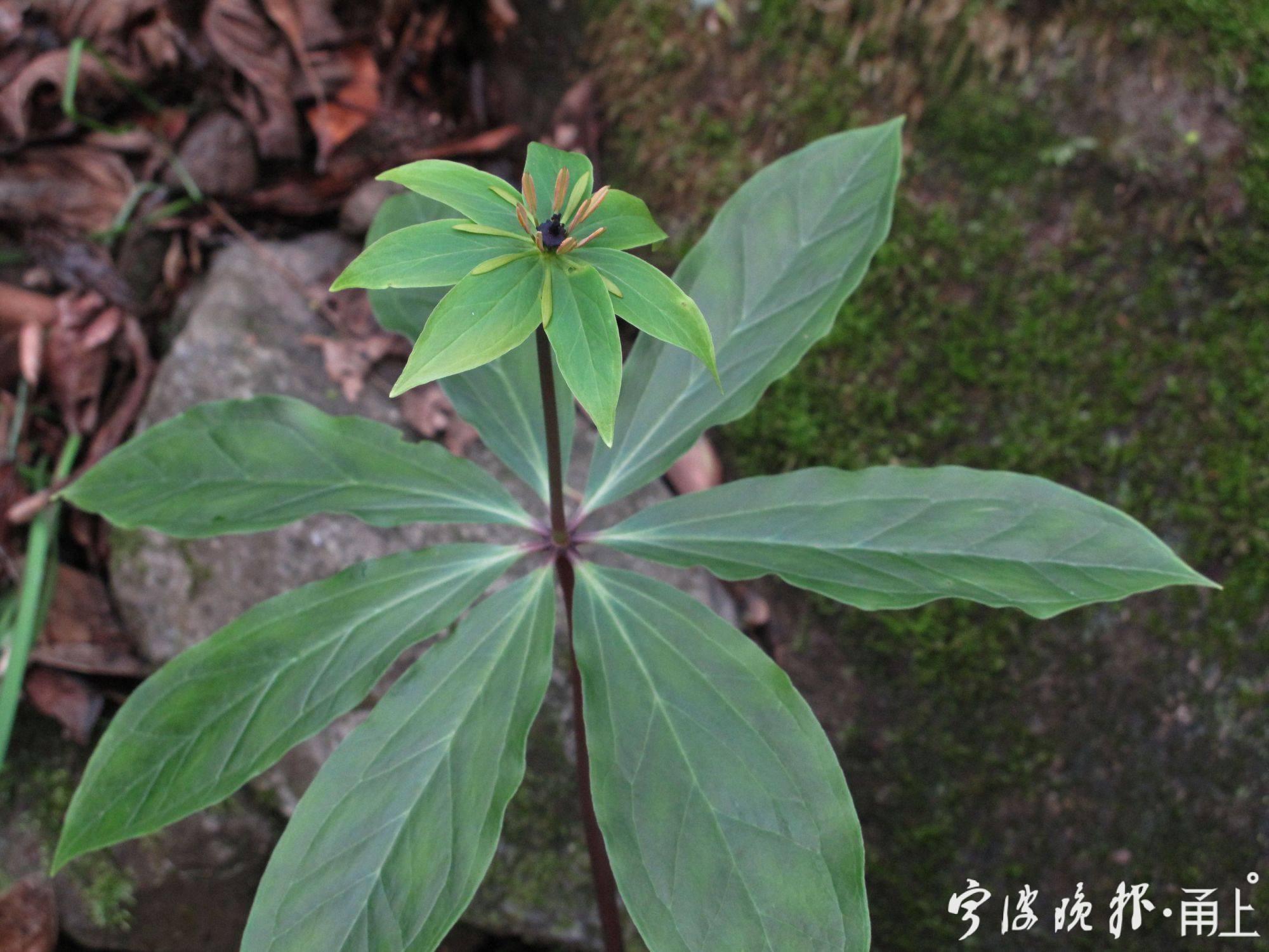 2——華重樓,俗稱:七葉一枝花,它的存在表明此處的原生態是相當好的.