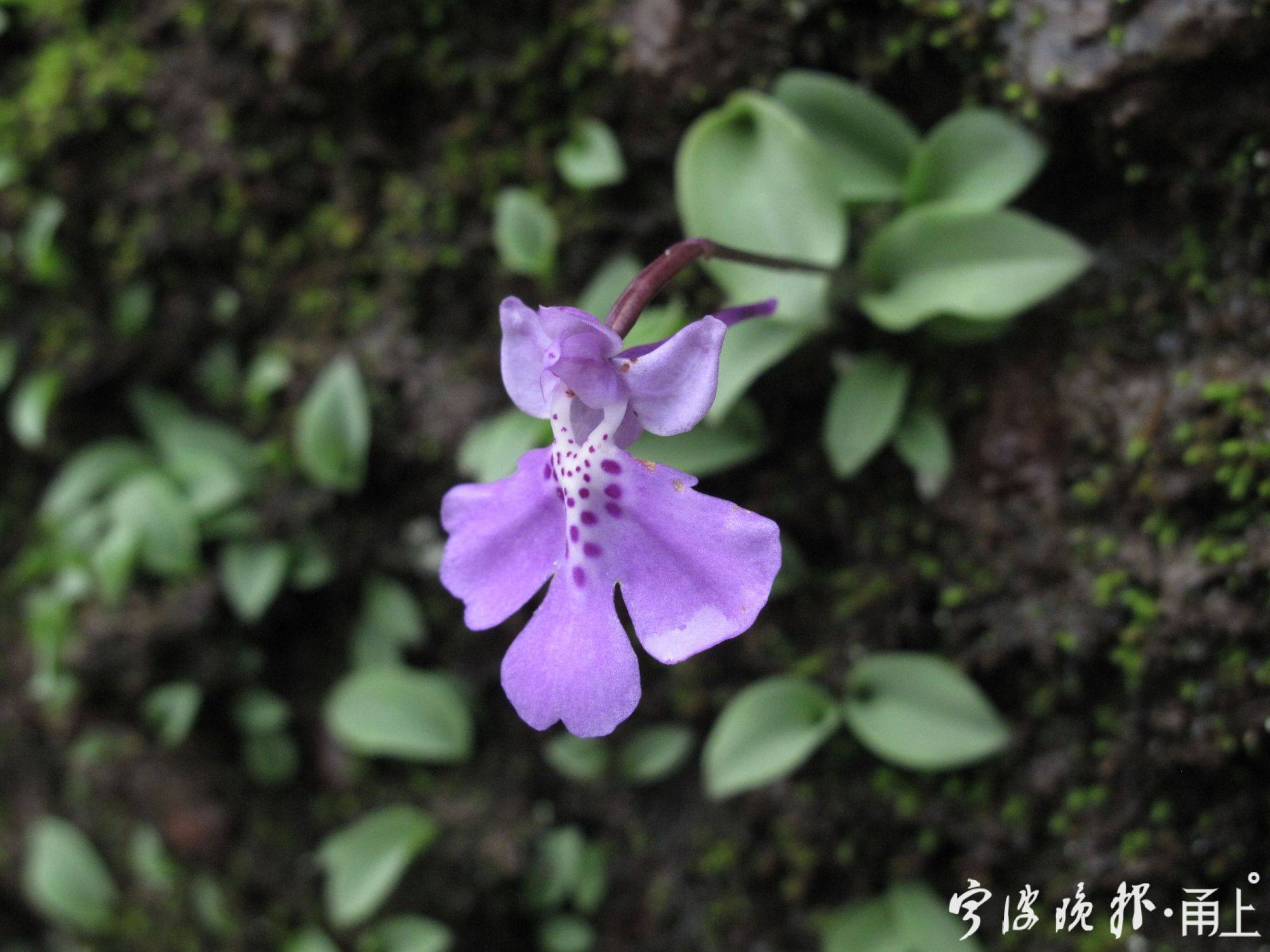听说过大花无柱兰吗?它是典型的"宁波小娘",现在正是盛花期!