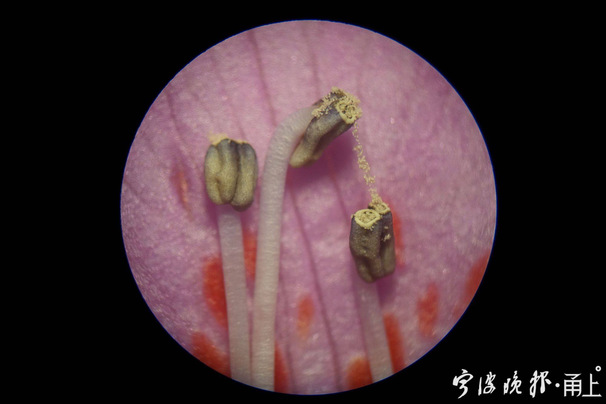 正是满树芳菲海拔800米的宁波四明山上藏着100多棵浙江特有珍稀植物