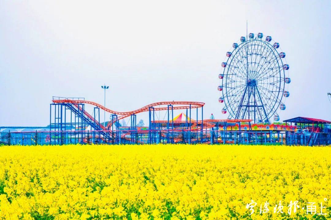 牡丹花盛开甚是壮美;整个4月,江北达人村里天天上演"春耕花痴秀"活动
