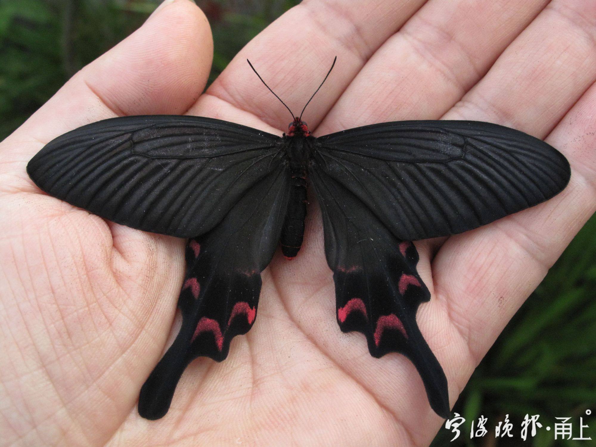 27——麝凤蝶正面,后翅具7个新月形的红斑.jpg