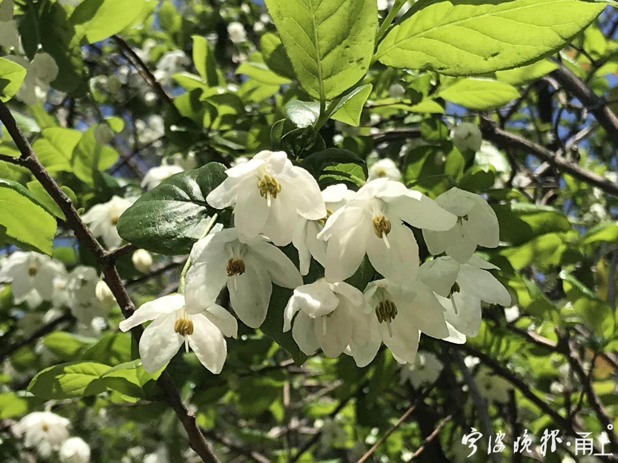 宁波首次发现国家Ⅱ级重点保护野生植物秤锤树