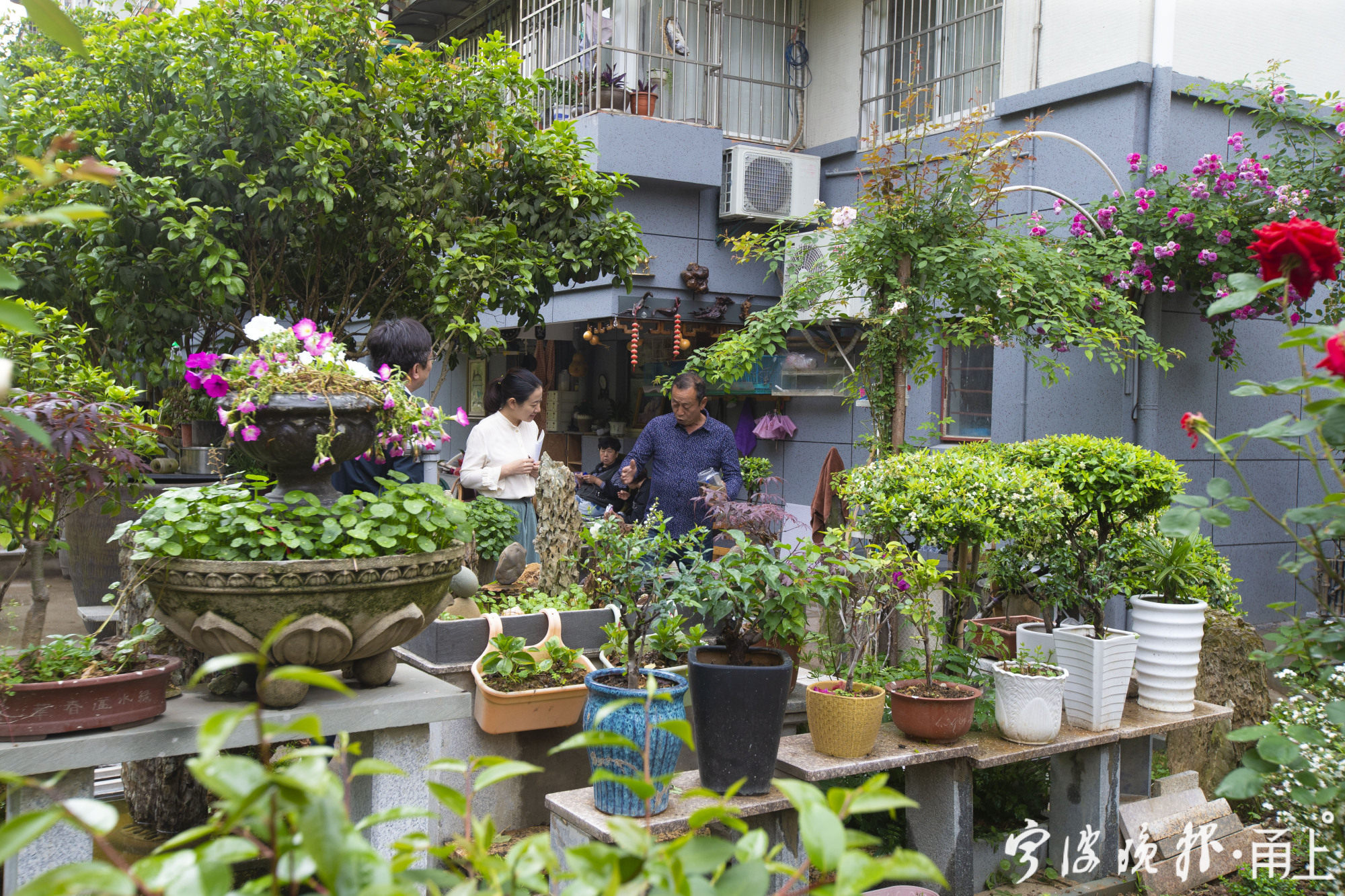 有邻居一天要来三趟宁波这个小区的邻里花园有种独特的美