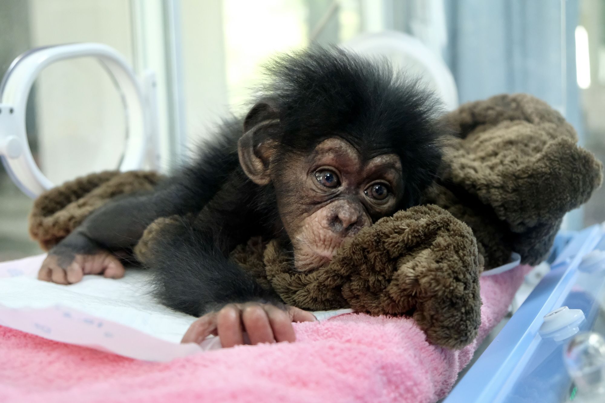 你扛得住一只小黑猩猩跟你噘嘴,求抱抱吗?