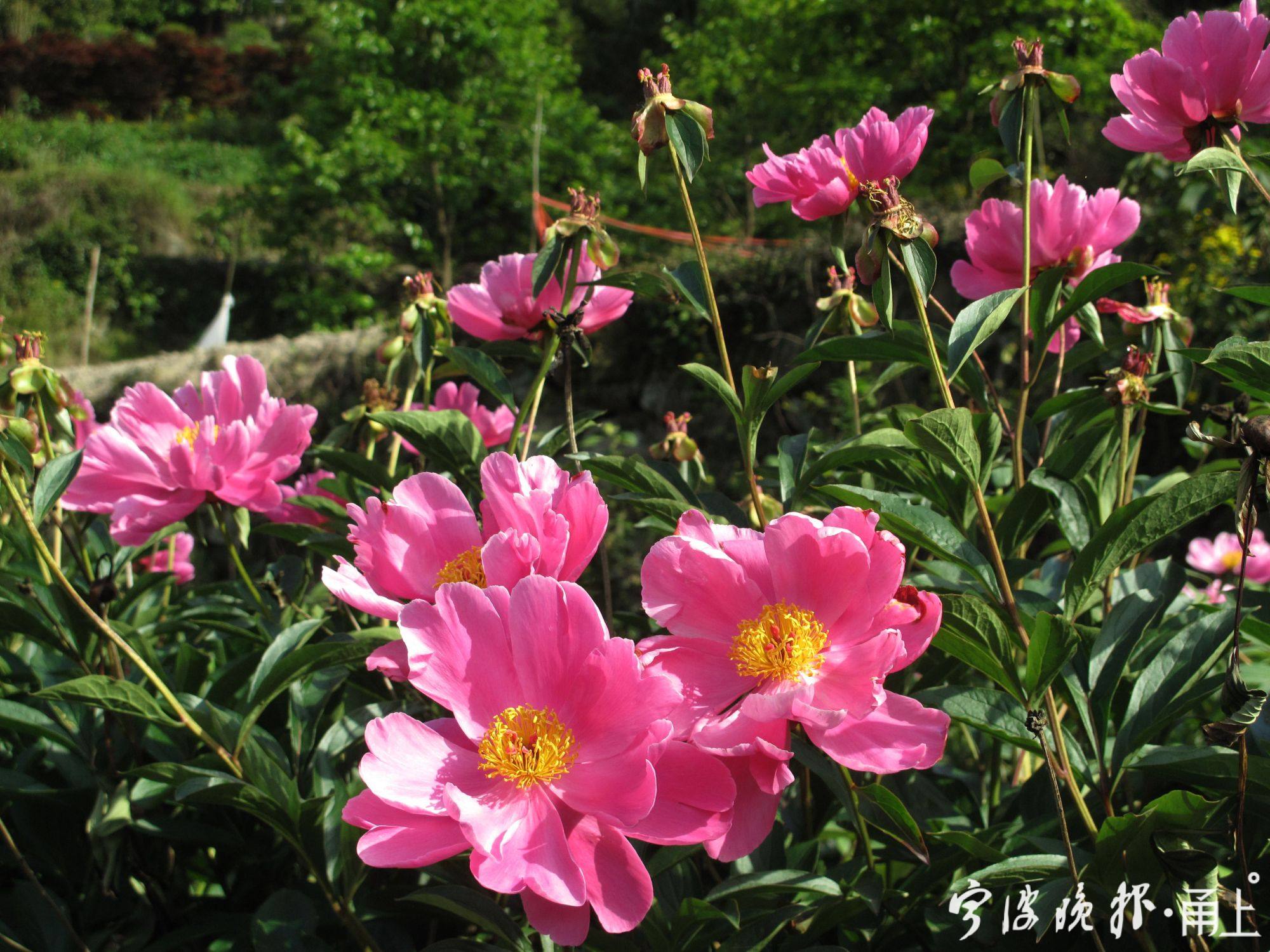 立夏将至,芍药已开