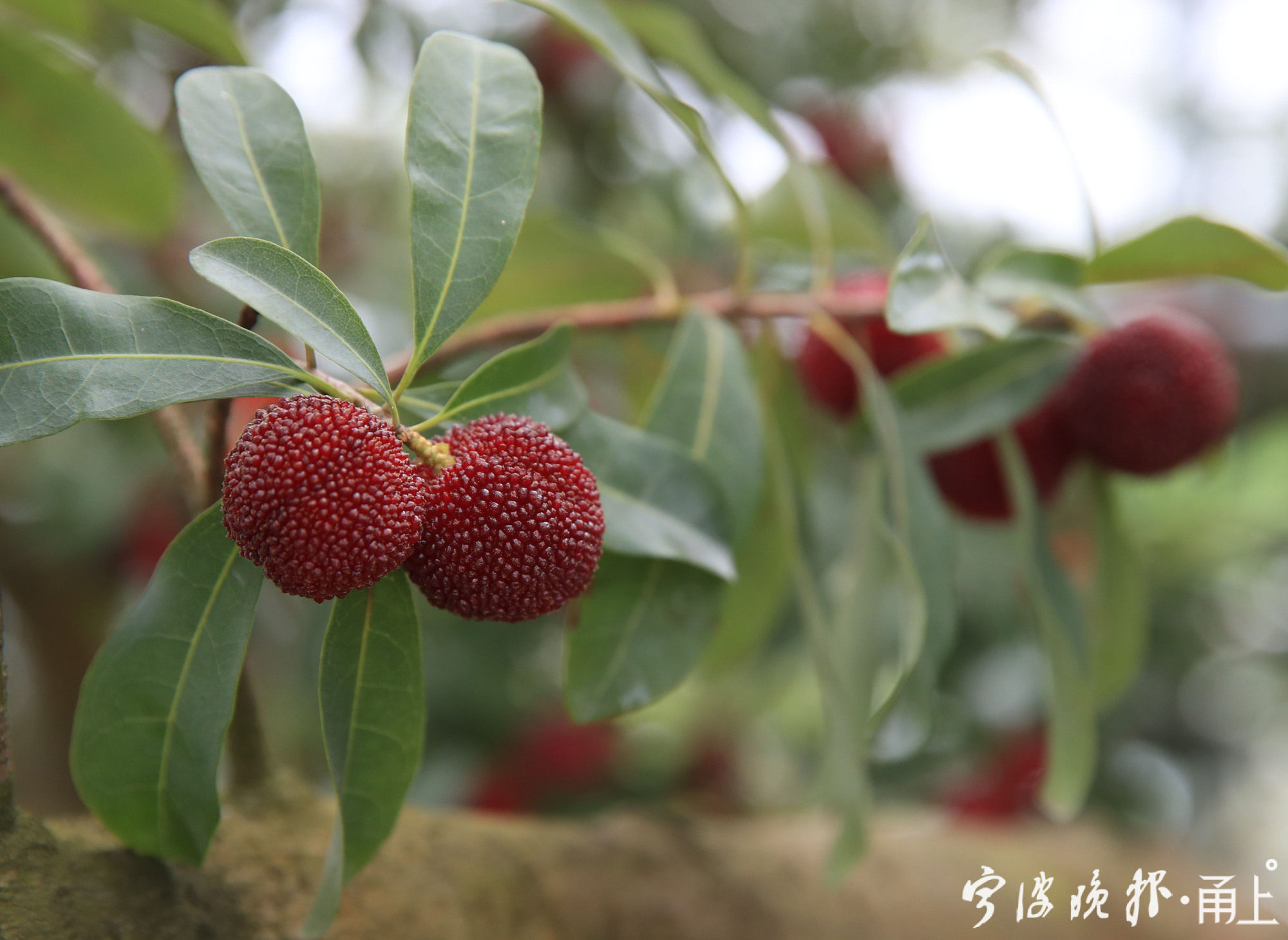 宁波这个地方首批杨梅采摘上市,每斤120元还供不应求