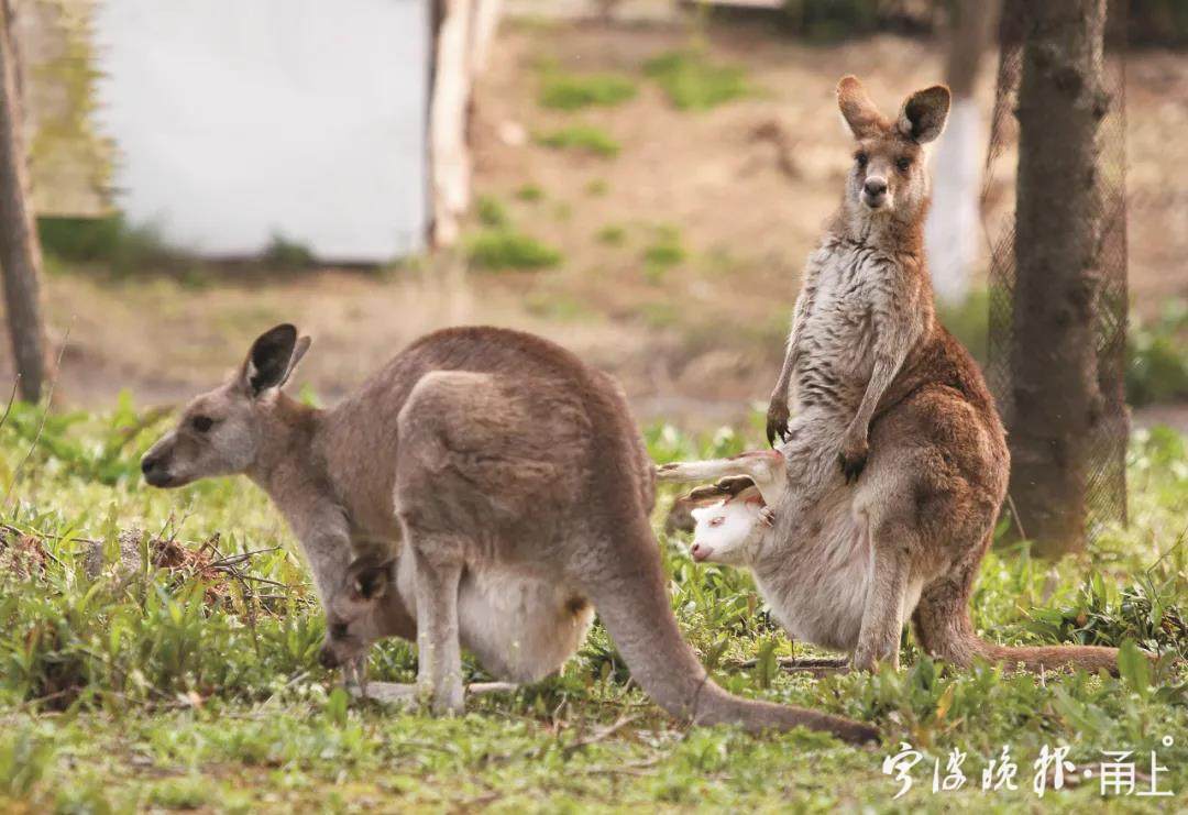 雅戈爾動物園.jpg