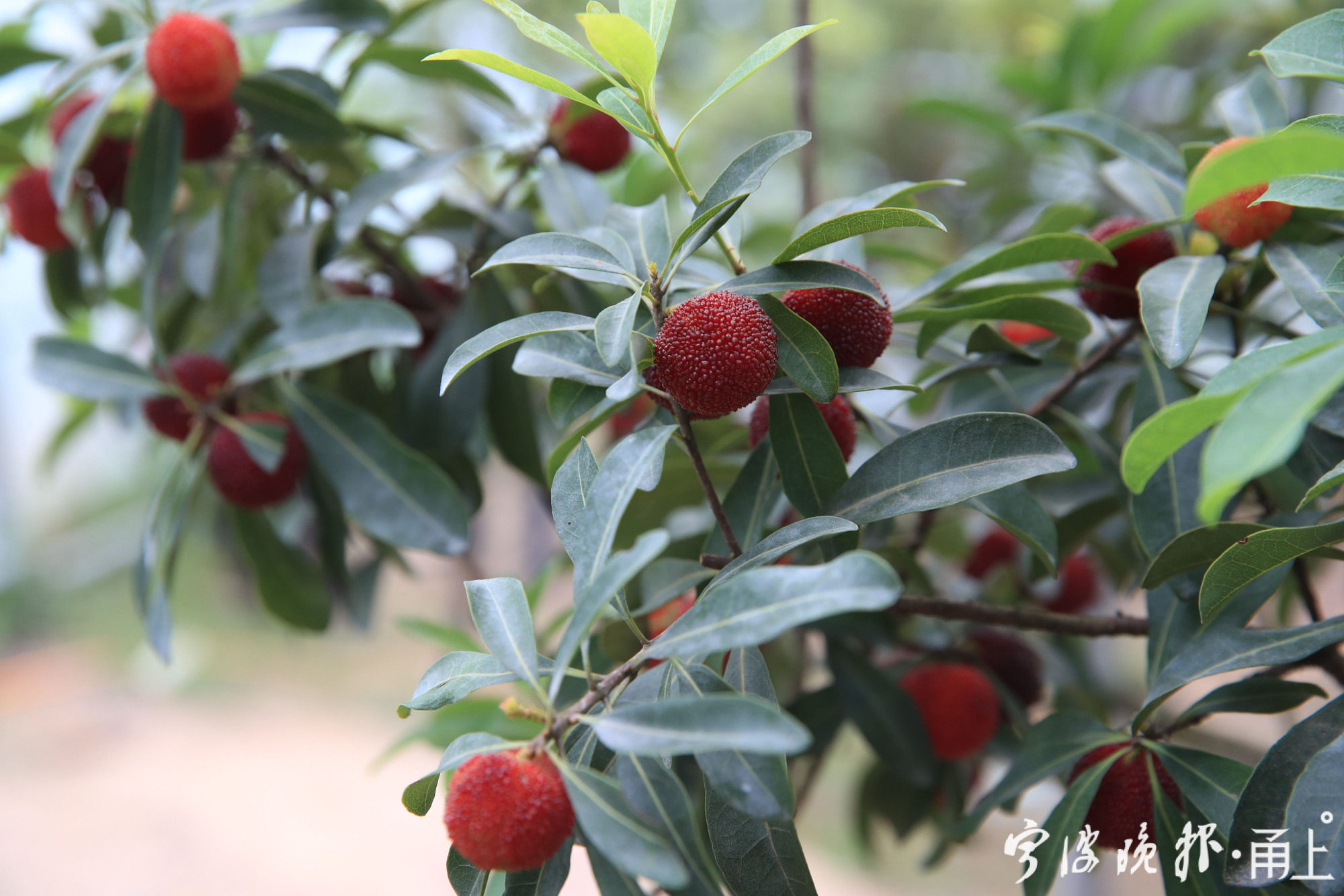 宁波这个地方首批杨梅采摘上市,每斤120元还供不应求