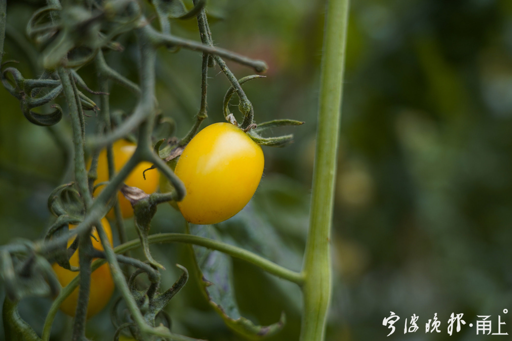 劉仁華種植的桃太郎水果番茄品種獲得了金獎,這是對他辛勤勞作的鼓勵