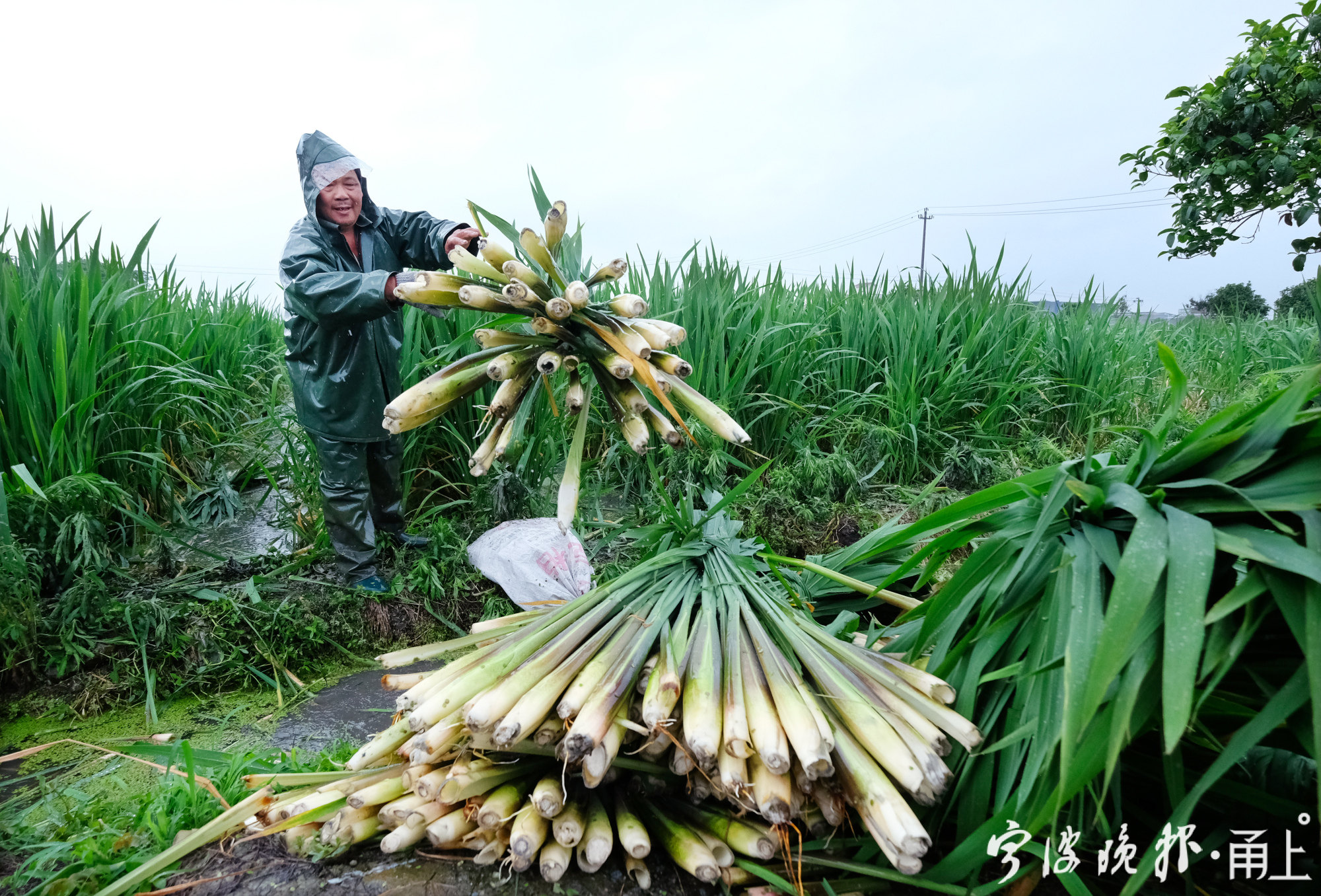 茭白进入收割旺季这对夫妻累并快乐着